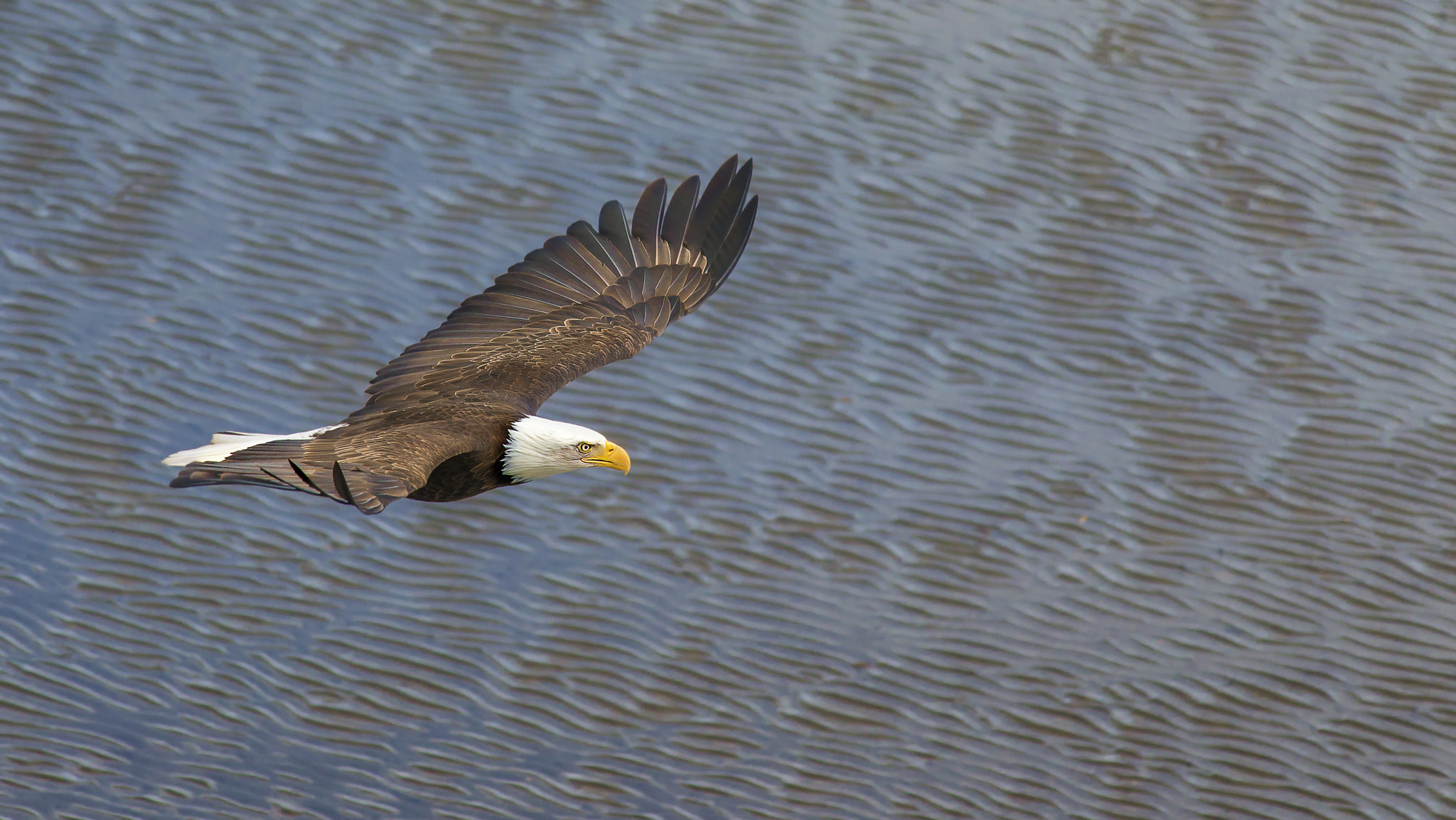 Nikon D800E + Nikon AF-S Nikkor 300mm F4D ED-IF sample photo. Eagle on the beach photography