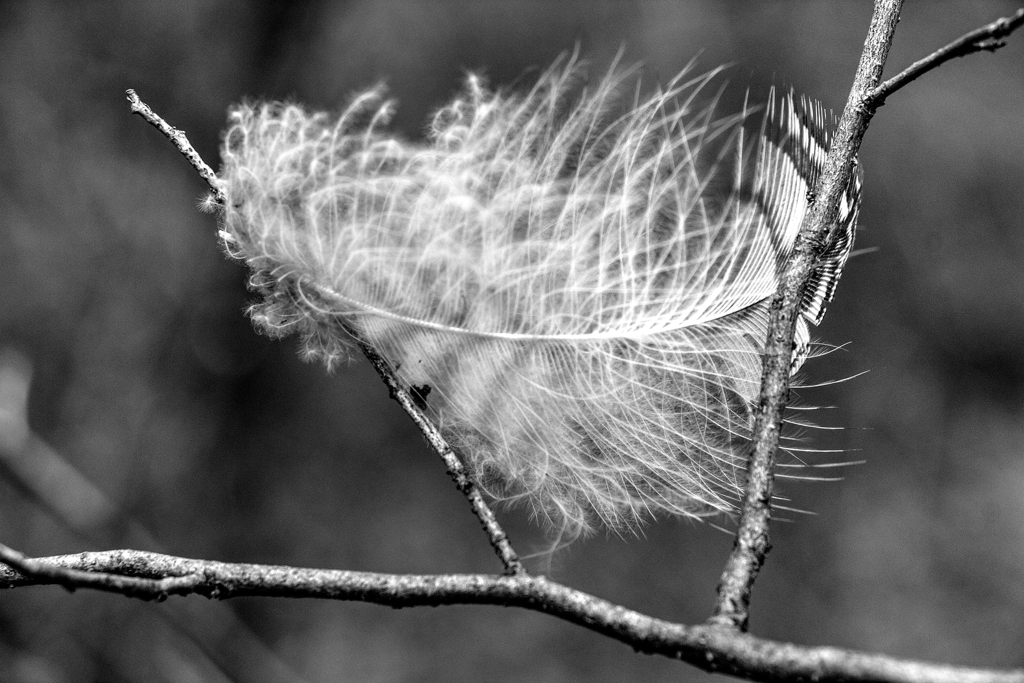 Canon EOS 700D (EOS Rebel T5i / EOS Kiss X7i) sample photo. Feather photography