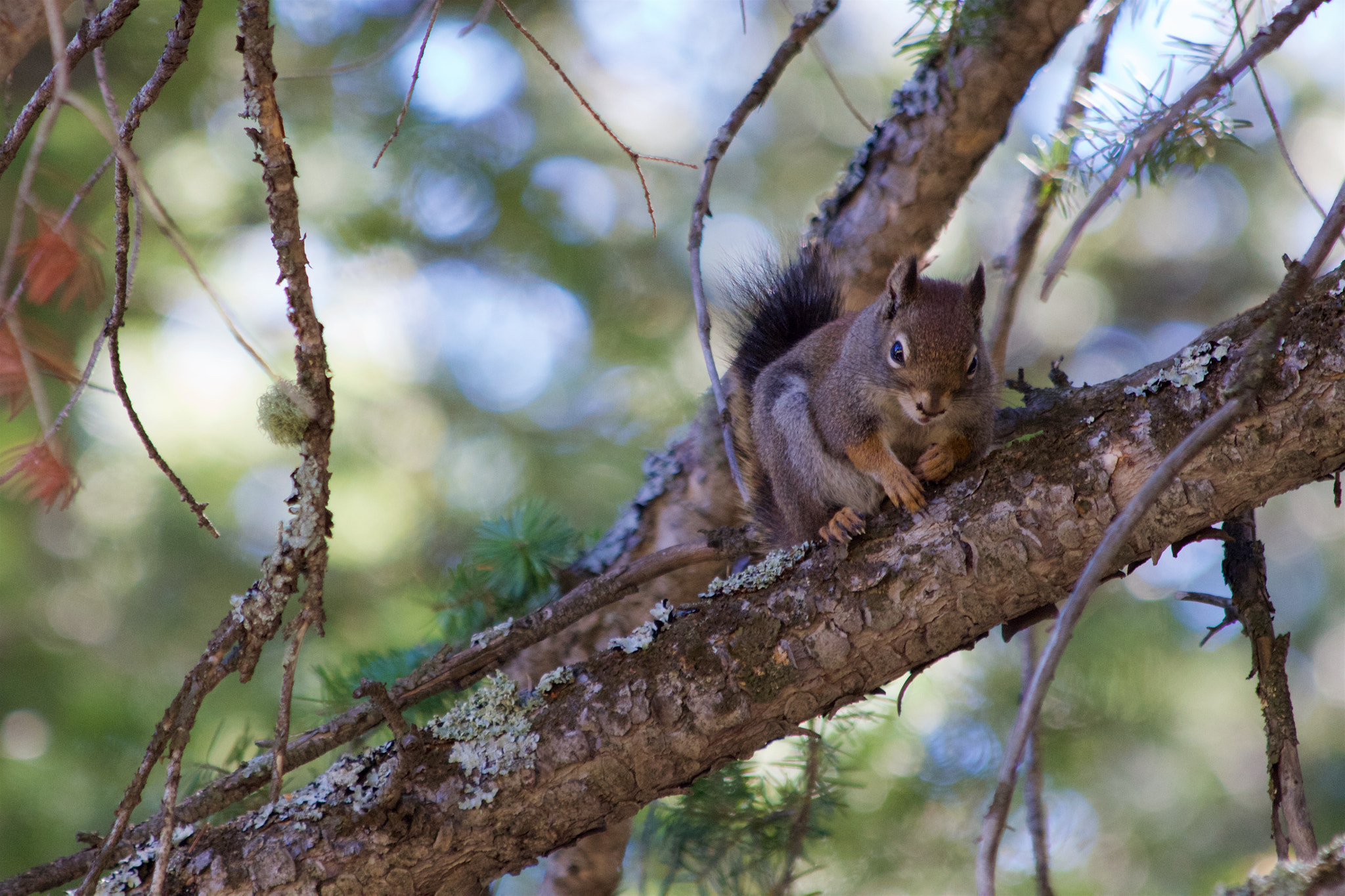 Canon EOS 650D (EOS Rebel T4i / EOS Kiss X6i) sample photo. Climb photography