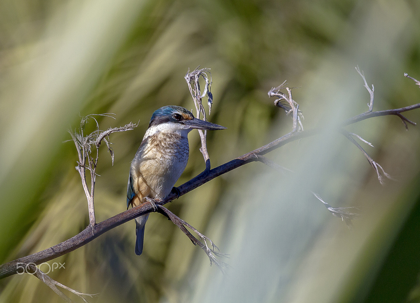 Canon EOS 7D + Canon EF 100-400mm F4.5-5.6L IS USM sample photo. Kingfisher photography