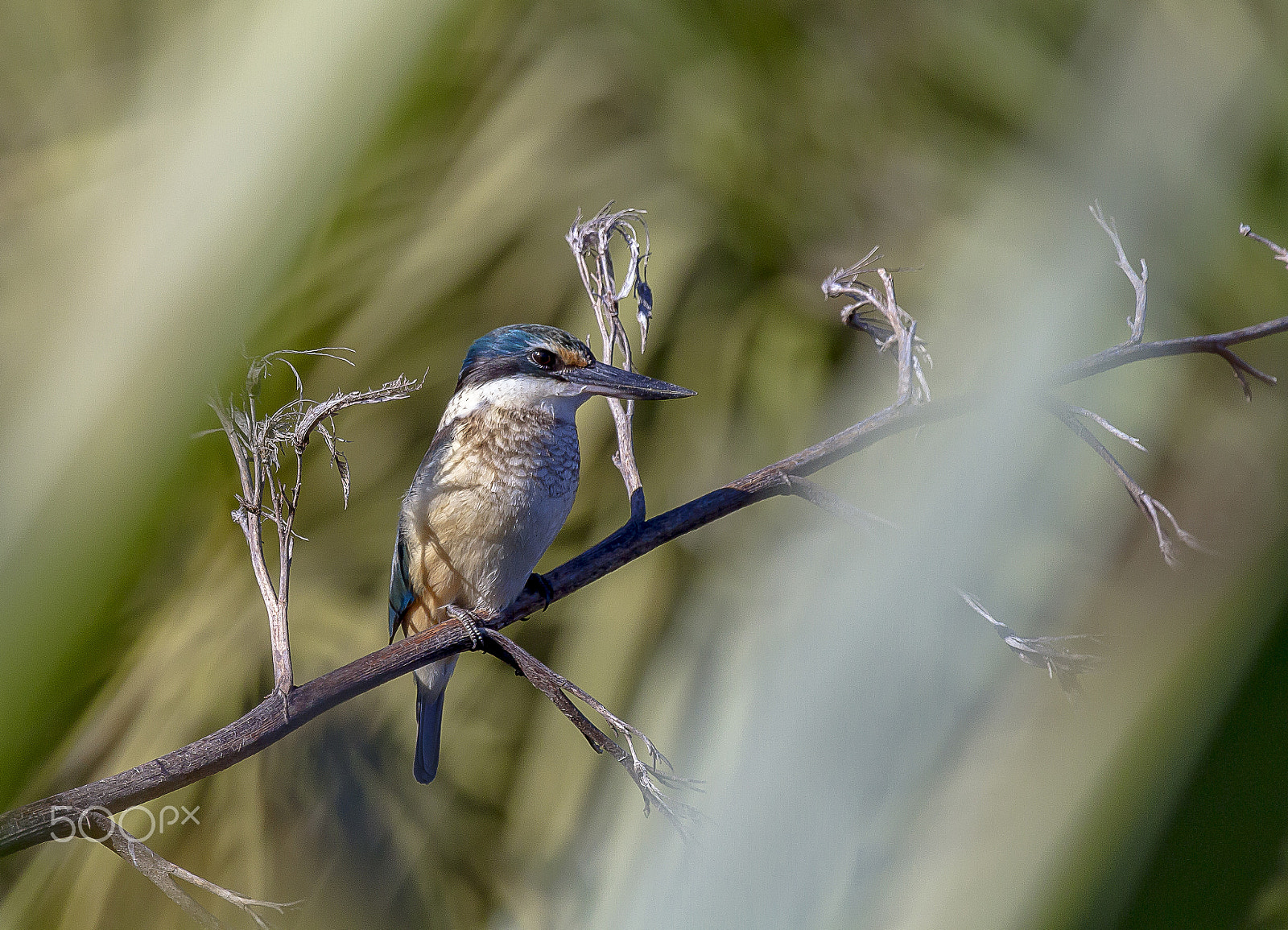 Canon EF 100-400mm F4.5-5.6L IS USM sample photo. Kingfisher photography