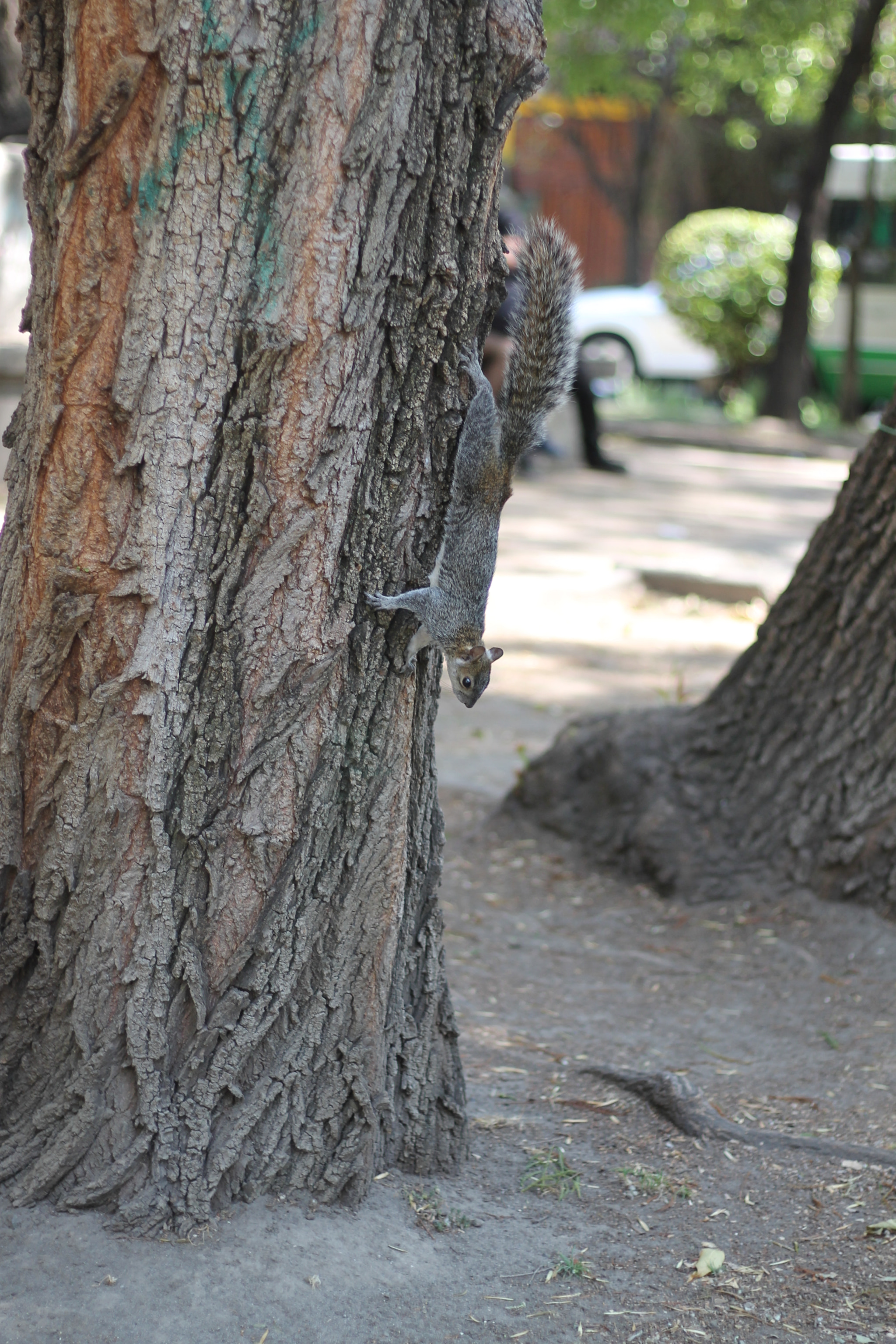 Canon EOS 1100D (EOS Rebel T3 / EOS Kiss X50) sample photo. Img photography