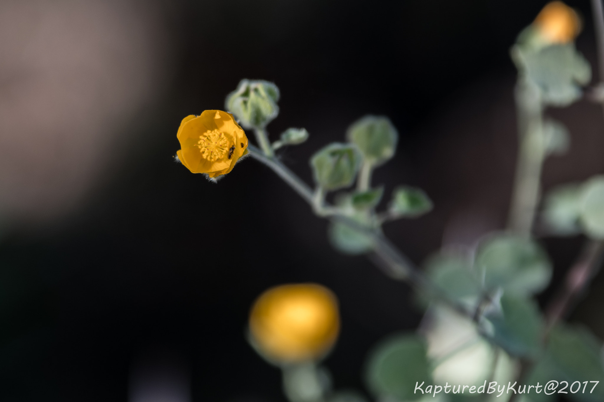 Sigma 70-200mm F2.8 EX DG OS HSM sample photo. Untitled shoot photography