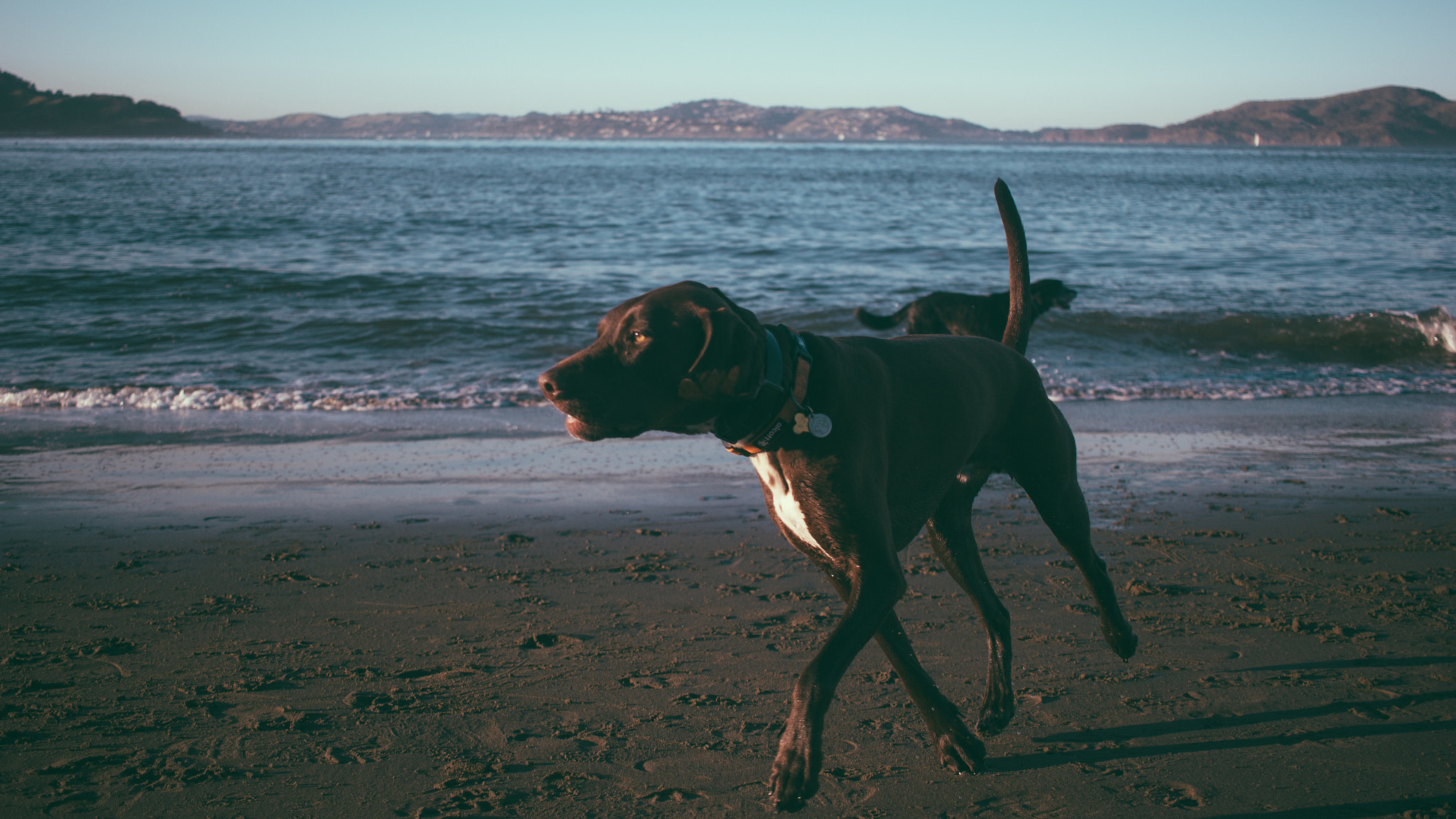 Canon EF-S 24mm F2.8 STM sample photo. Dog photography