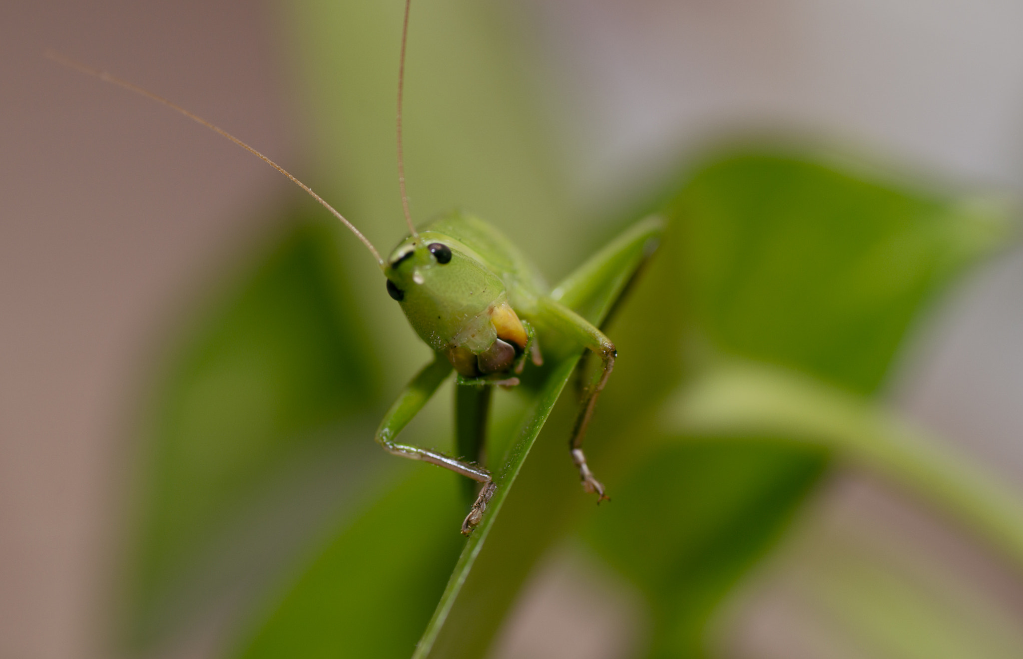 Sony a99 II + Tamron SP AF 90mm F2.8 Di Macro sample photo. Grasshopper photography