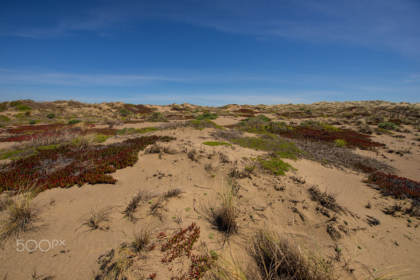 Nikon D610 sample photo. The dunes photography