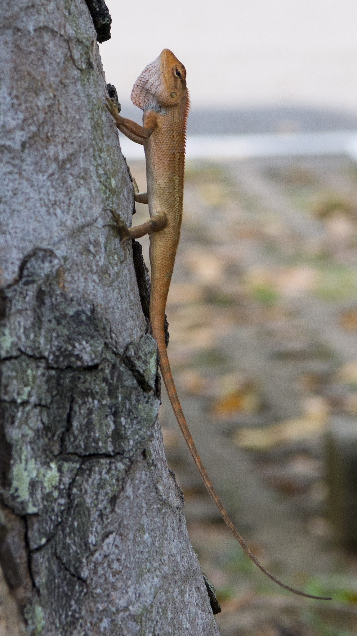 Nikon AF-S Nikkor 24-70mm F2.8E ED VR sample photo. Unhappy lizard planning his escape photography