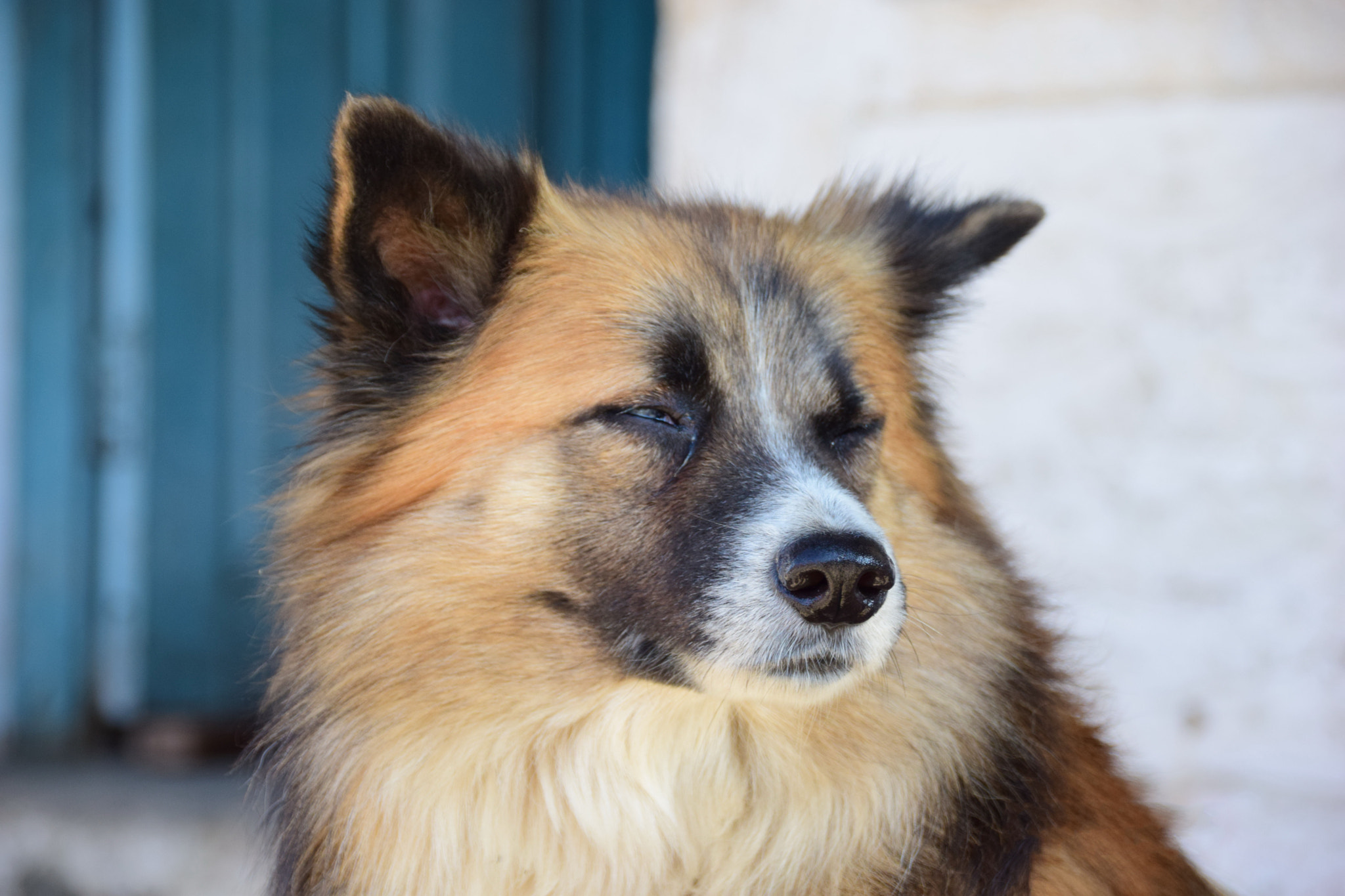 Sigma 18-250mm F3.5-6.3 DC Macro OS HSM sample photo. Old dog photography