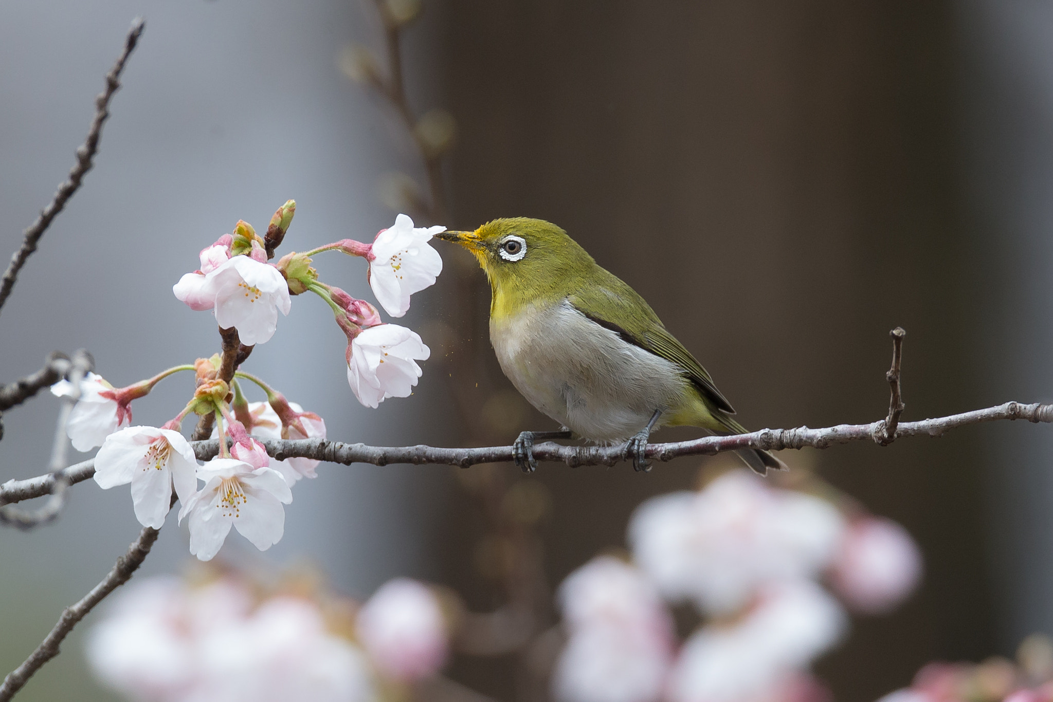 Canon EOS-1D X + Canon EF 800mm F5.6L IS USM sample photo. 花粉もなんのその photography