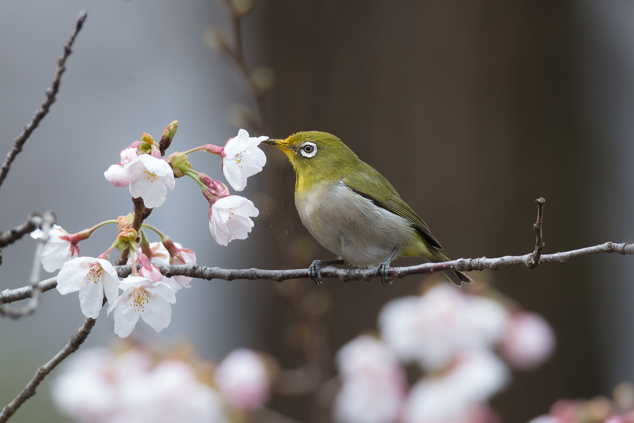 Canon EF 800mm F5.6L IS USM sample photo. 花粉もなんのその photography