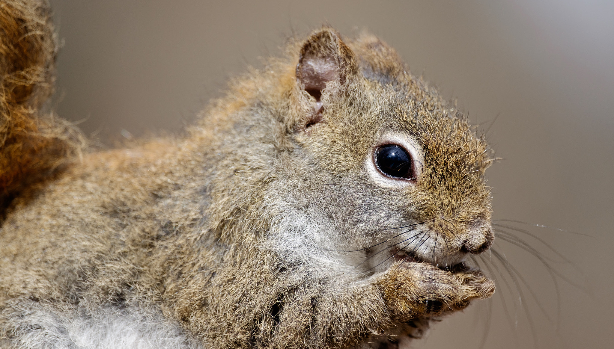 Fujifilm XF 55-200mm F3.5-4.8 R LM OIS sample photo. Squirrel photography