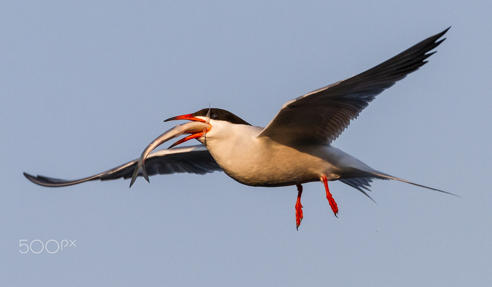 Canon EOS 7D + Canon EF 70-300mm F4-5.6L IS USM sample photo. Tern with fish photography