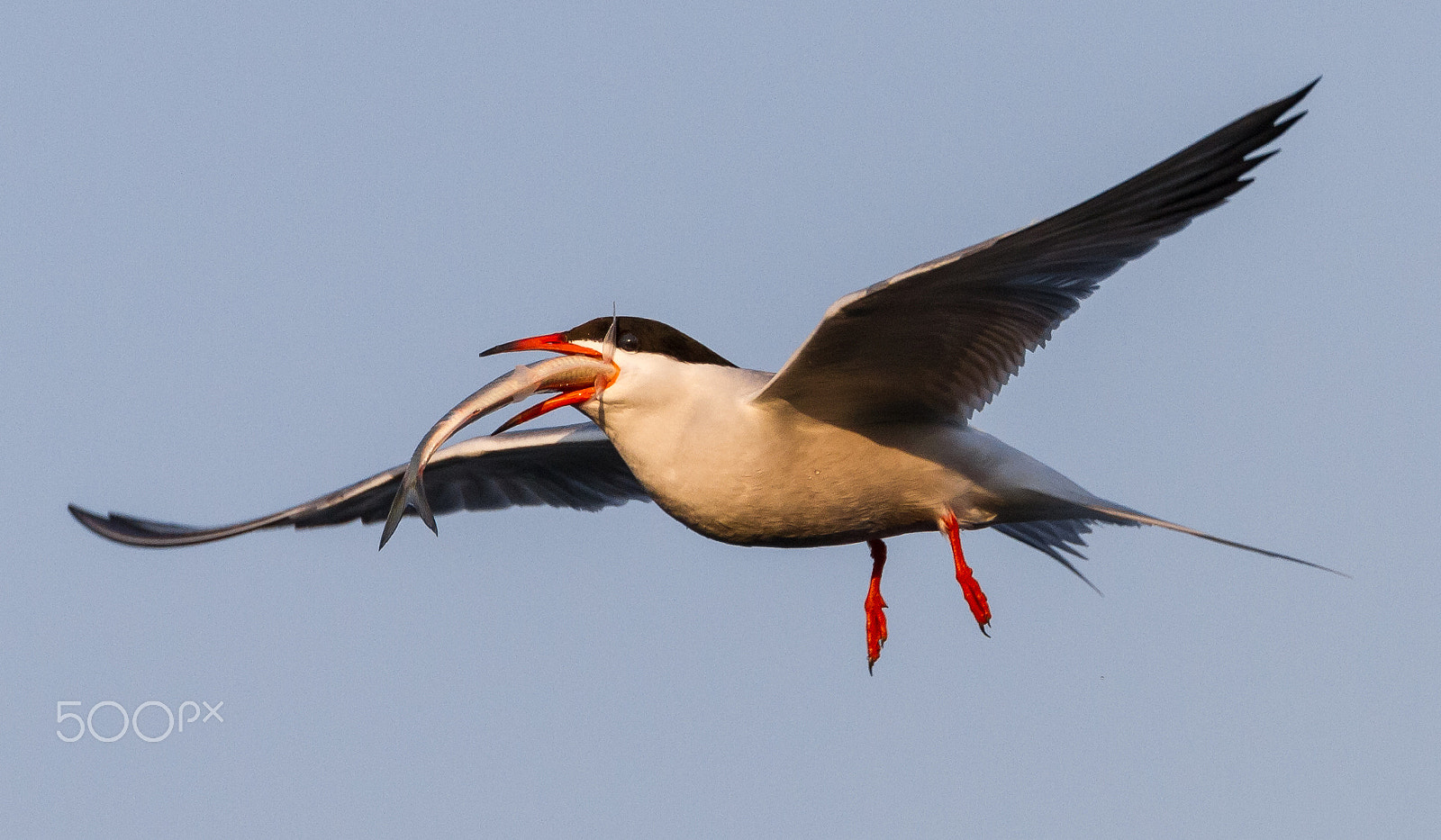 Canon EF 70-300mm F4-5.6L IS USM sample photo. Tern with fish photography