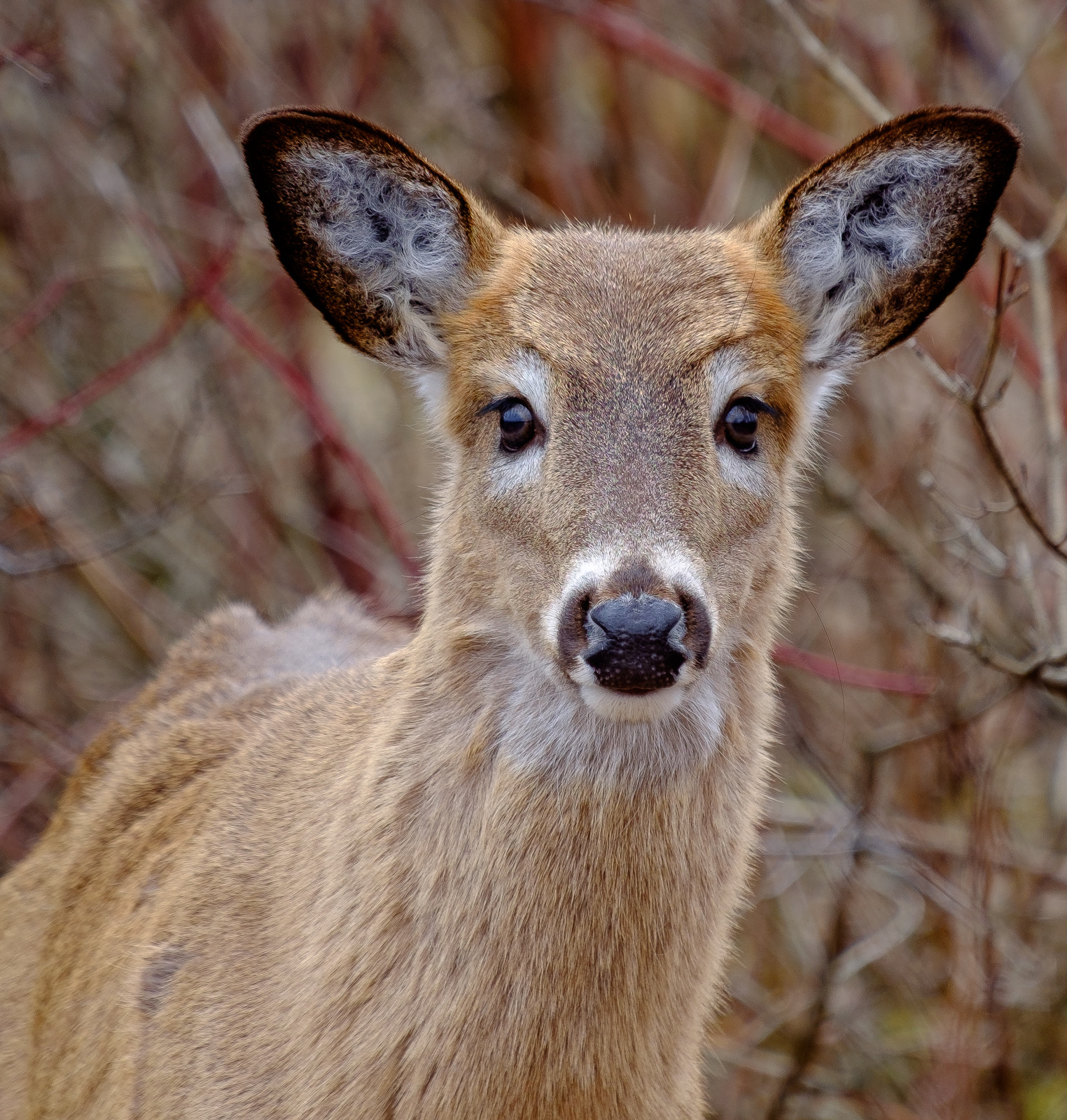 Fujifilm XF 55-200mm F3.5-4.8 R LM OIS sample photo. Deer photography