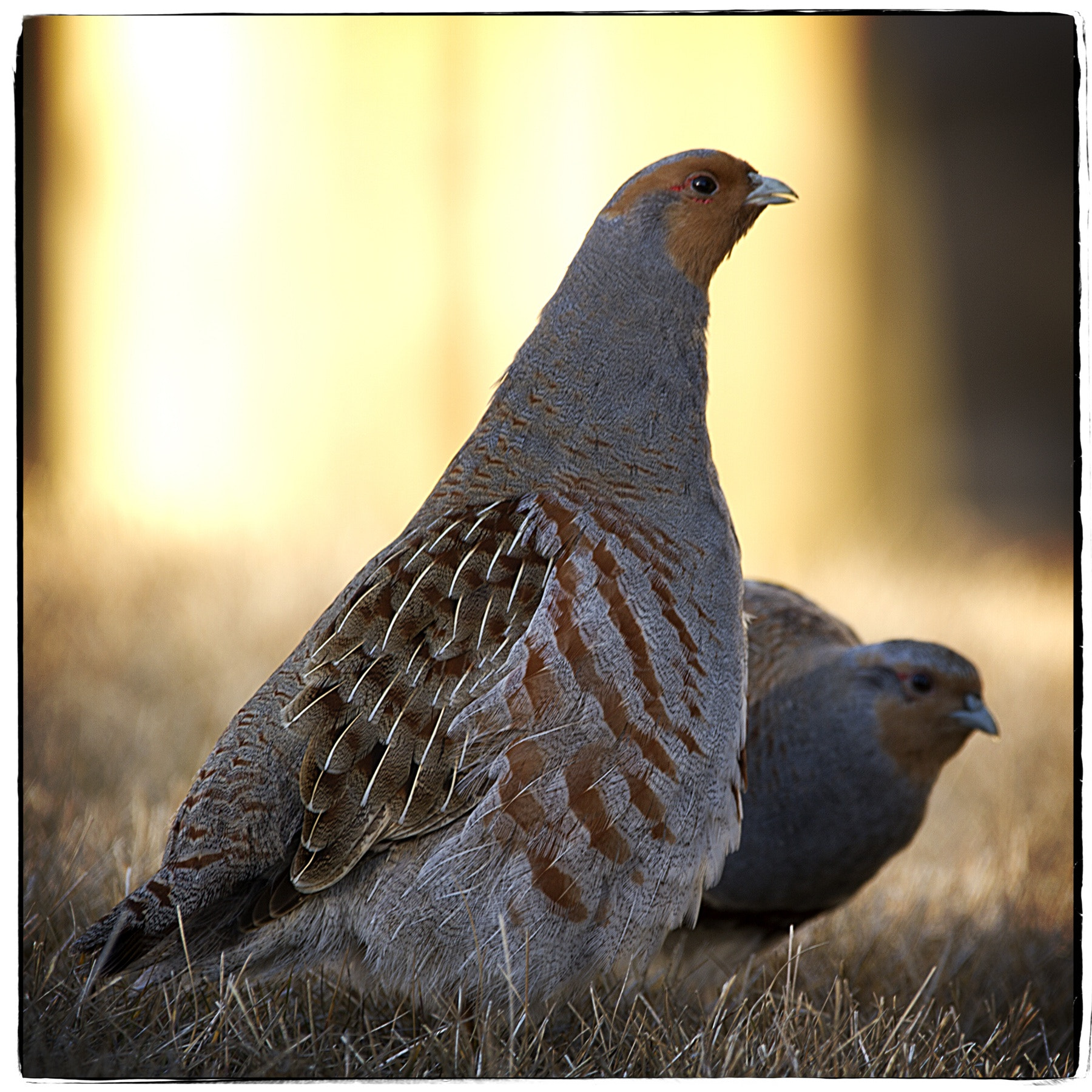 Canon EOS 7D + 150-600mm F5-6.3 DG OS HSM | Contemporary 015 sample photo. Hungarian partridges. photography