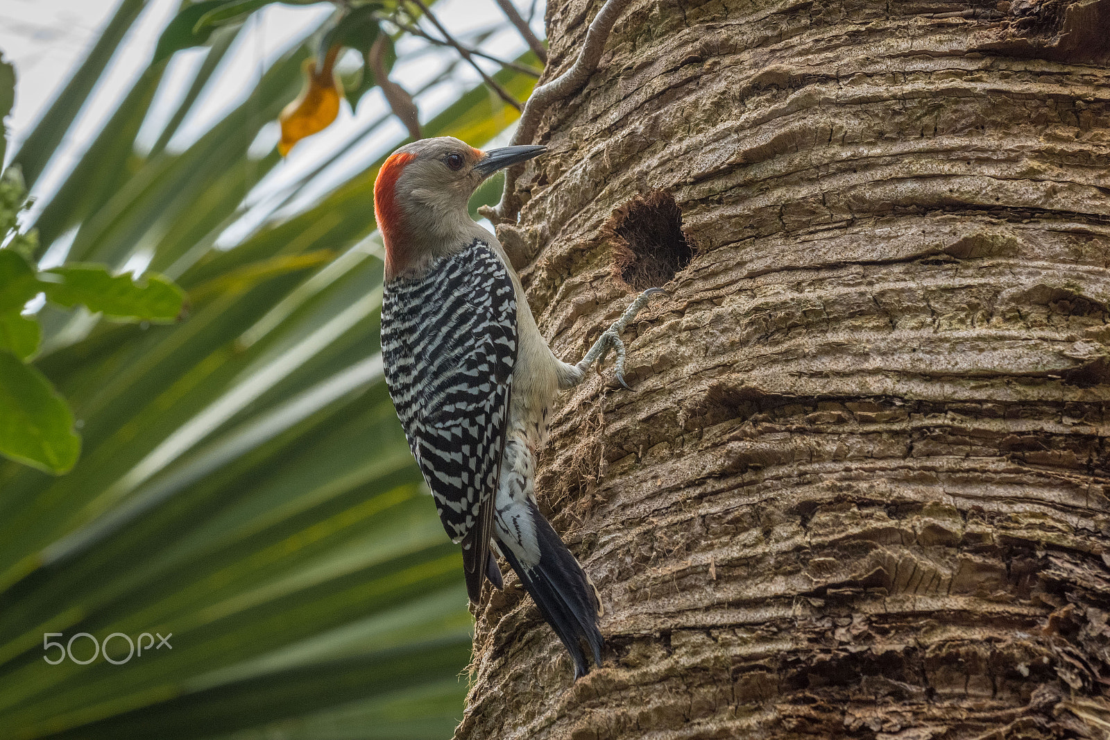 Nikon D7200 sample photo. Red-bellied woodpecker photography