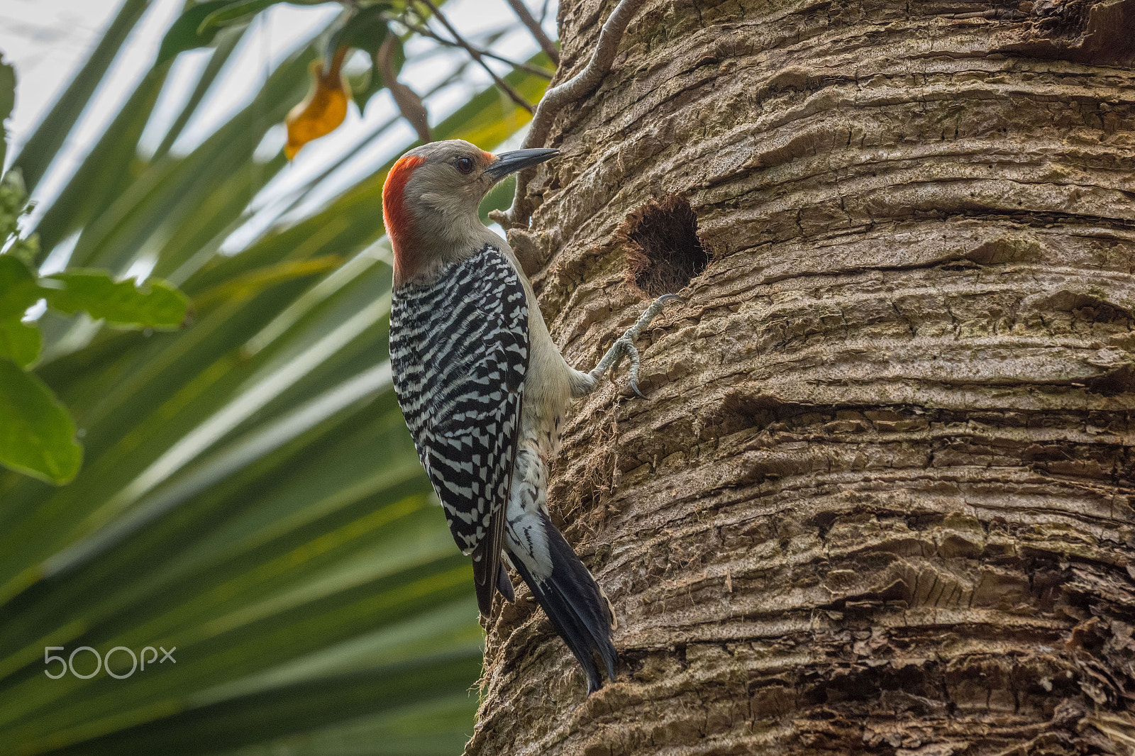 Nikon D7200 + Nikon AF-S Nikkor 70-200mm F4G ED VR sample photo. Red-bellied woodpecker photography