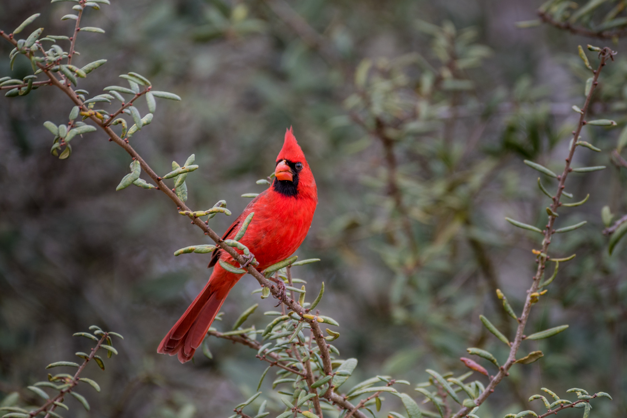 Nikon D810 sample photo. Red bird photography