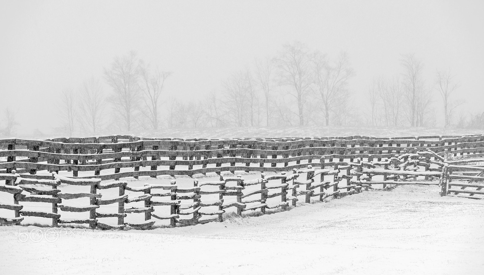 Canon EOS-1Ds Mark II sample photo. Trees and fence in fog photography