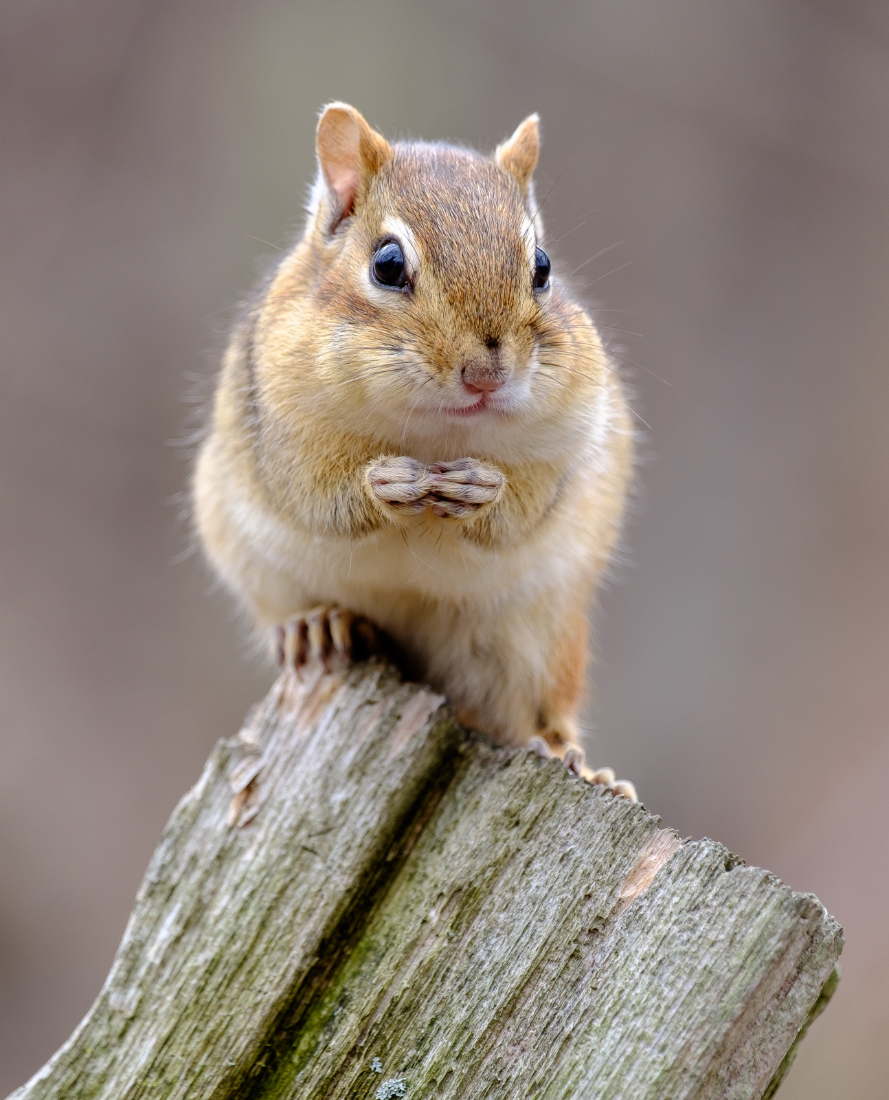 Fujifilm XF 55-200mm F3.5-4.8 R LM OIS sample photo. Chipmunk photography