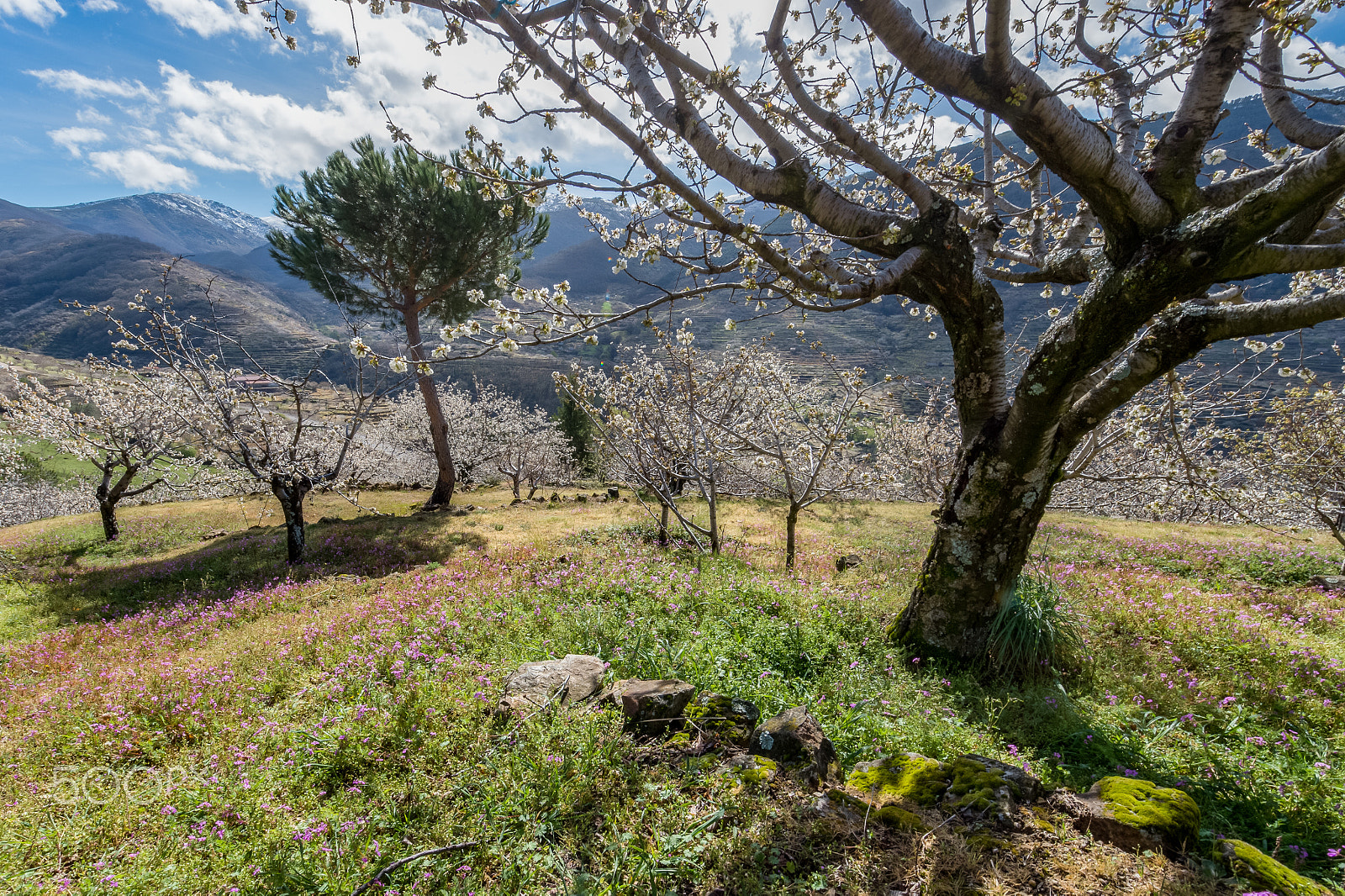 Nikon D4S + Nikon AF-S Nikkor 14-24mm F2.8G ED sample photo. Spring in the jerte valley photography