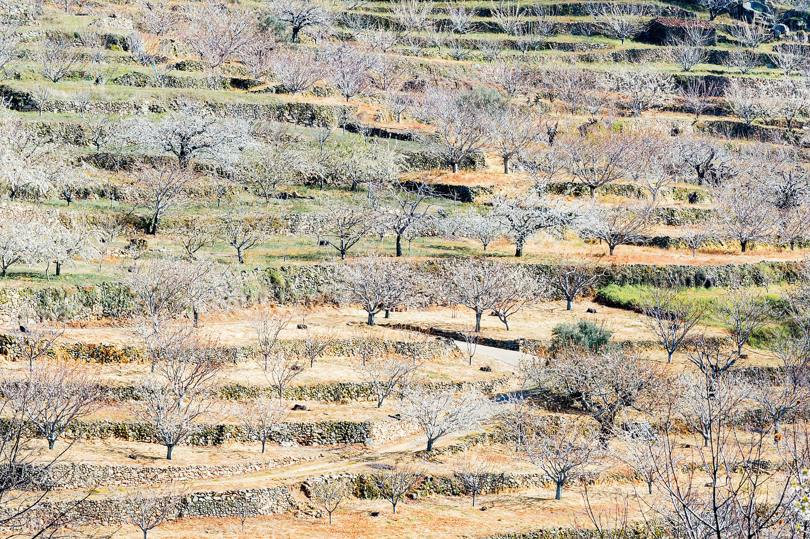 Nikon D4S sample photo. Spring in the jerte valley photography