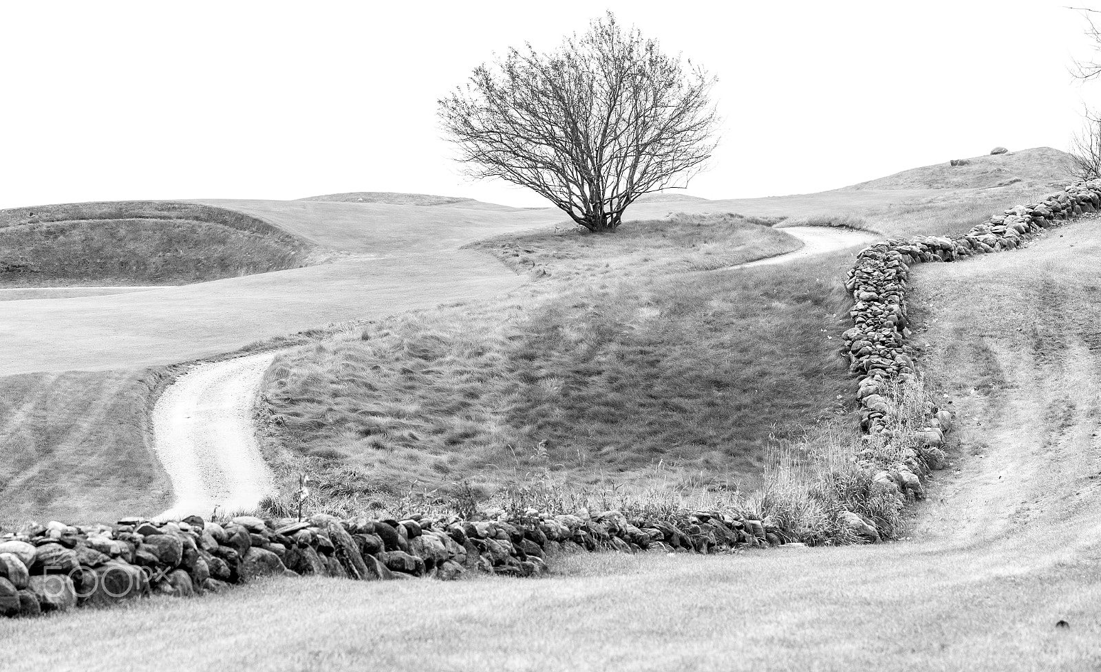 Canon EOS-1Ds Mark II sample photo. Tree on a hill photography