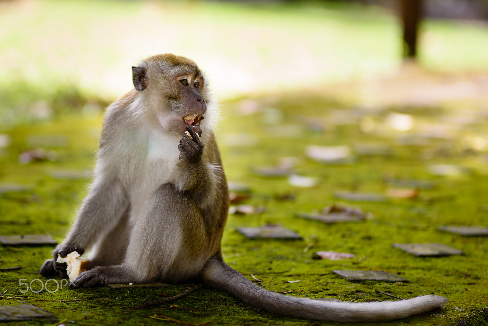 Nikon D750 + Sigma 105mm F2.8 EX DG Macro sample photo. Monkey island photography