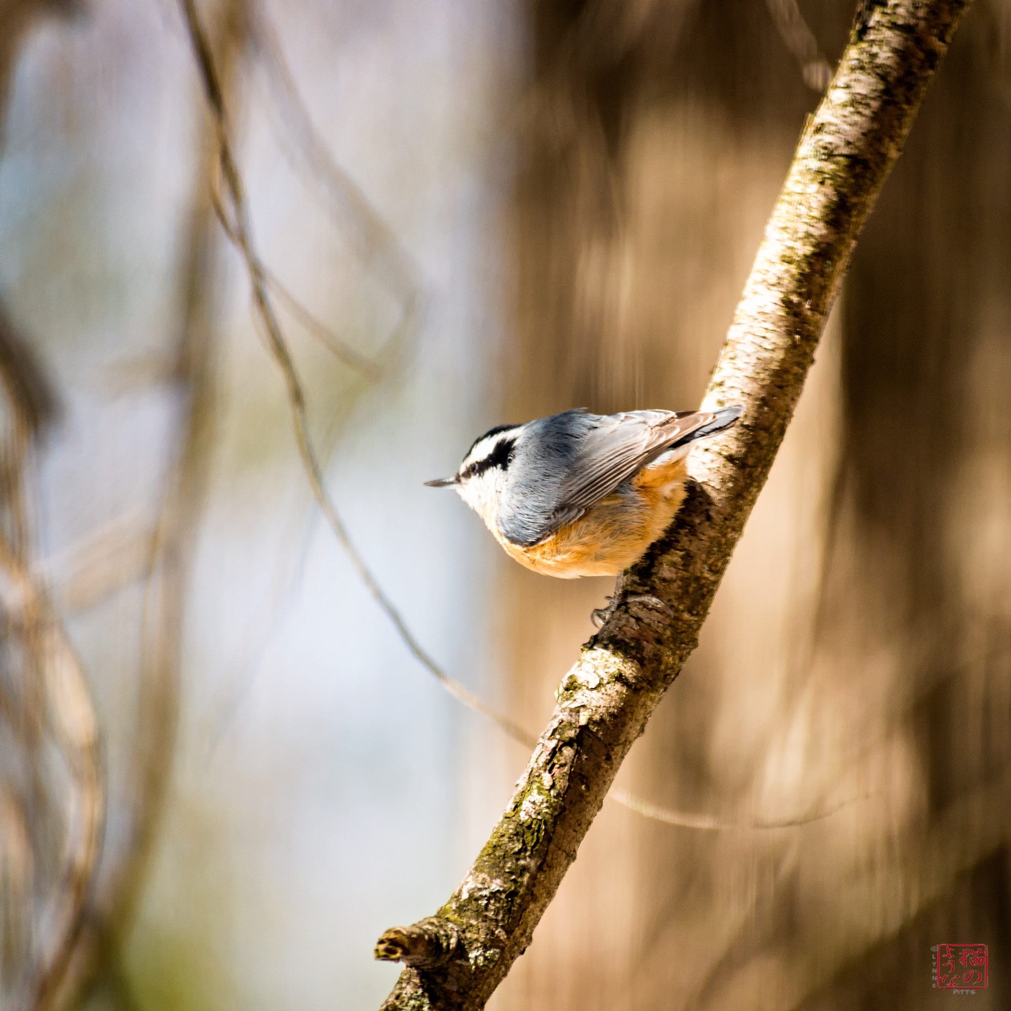 Nikon D800 sample photo. Red-breasted nuthatch photography