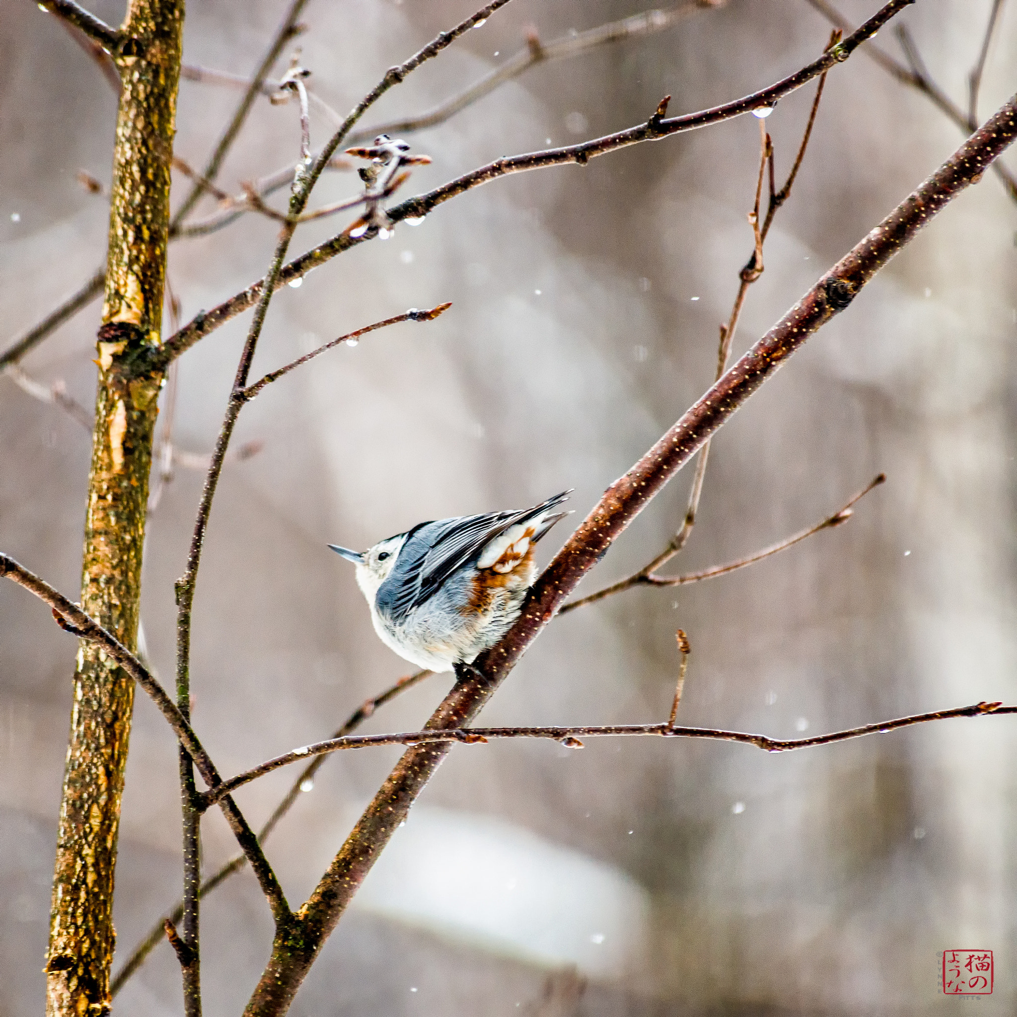 Nikon D800 sample photo. Nuthatch photography