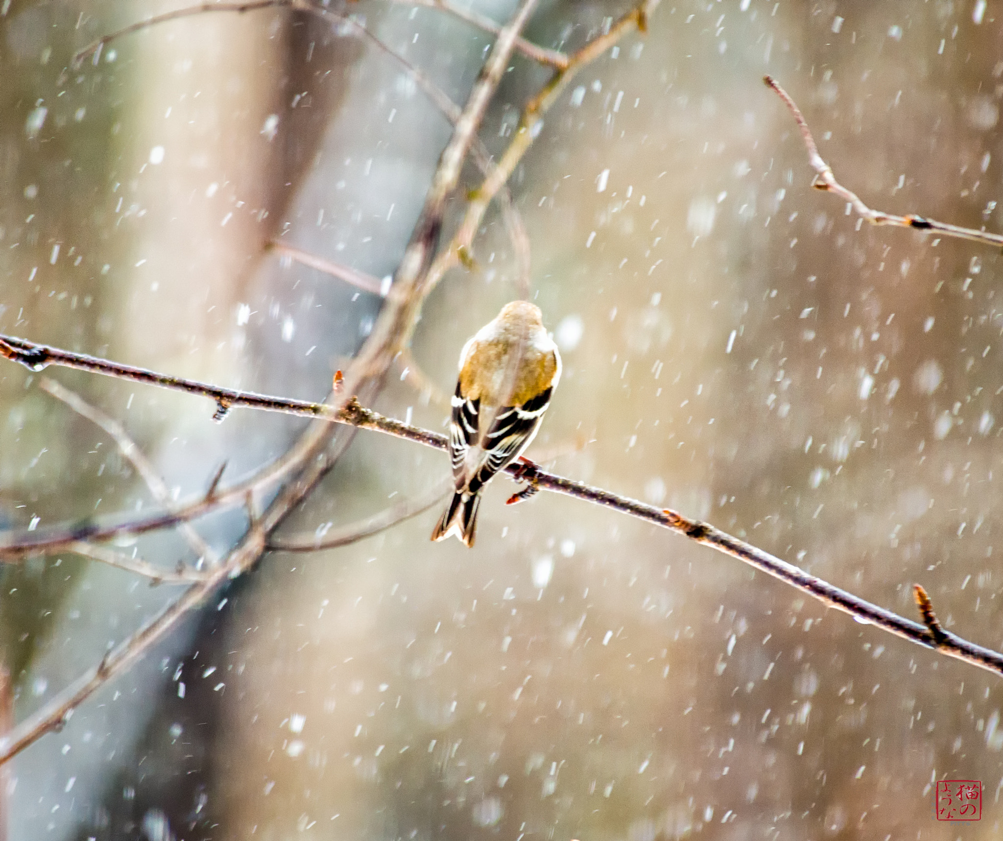 Nikon D800 sample photo. Coldfinch photography