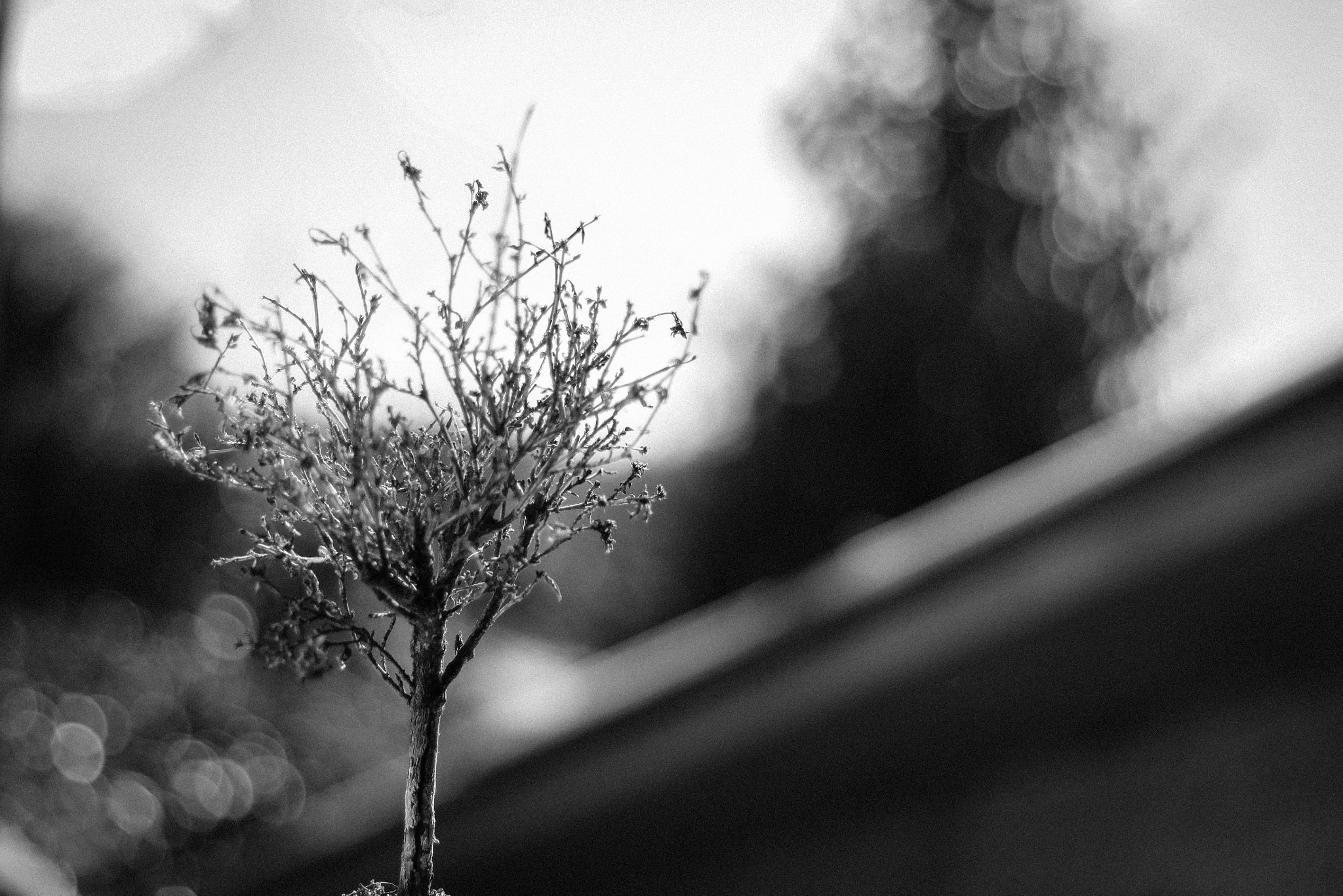 Canon EF 50mm F1.8 II sample photo. * photography