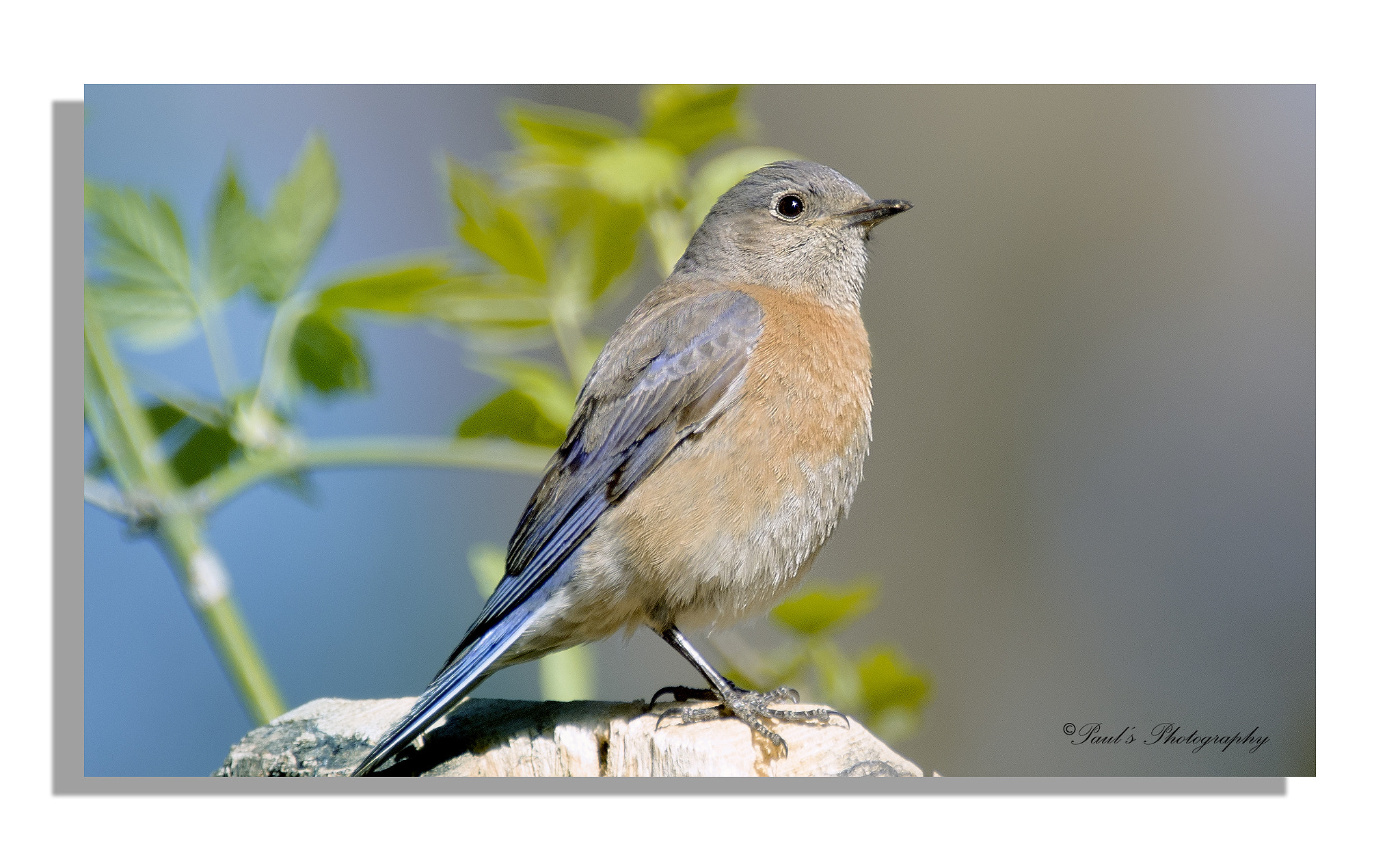 Sigma 150-600mm F5-6.3 DG OS HSM | C sample photo. Miss blue bird photography