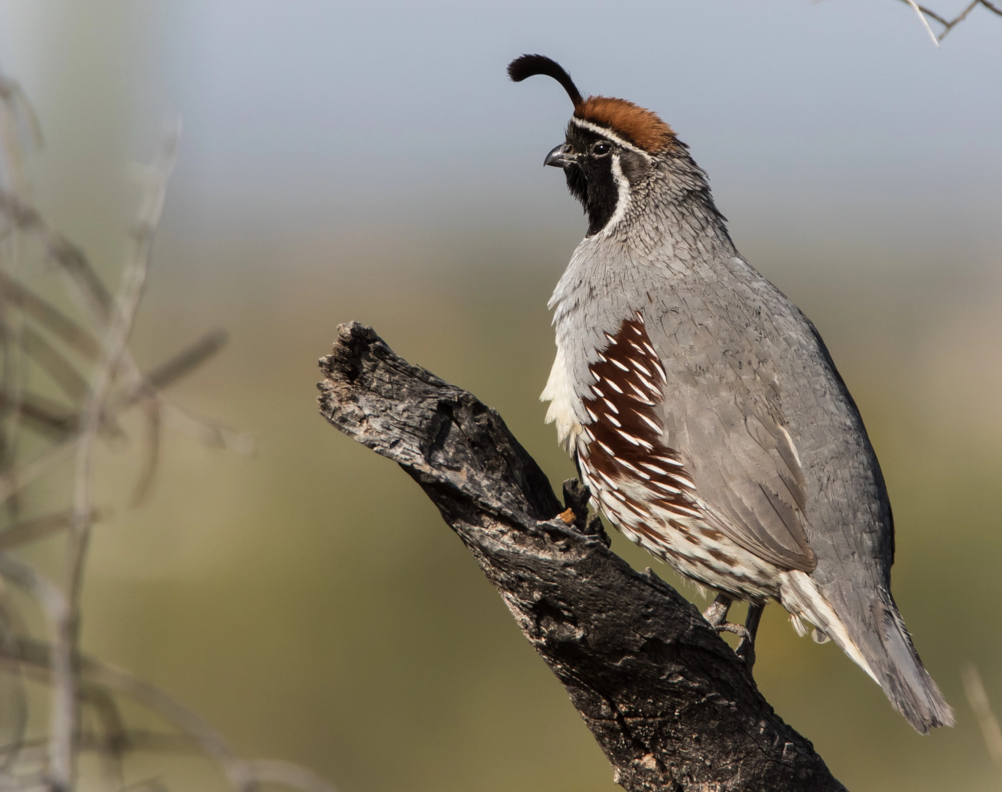 Tamron SP 150-600mm F5-6.3 Di VC USD sample photo. Gambel's quail photography