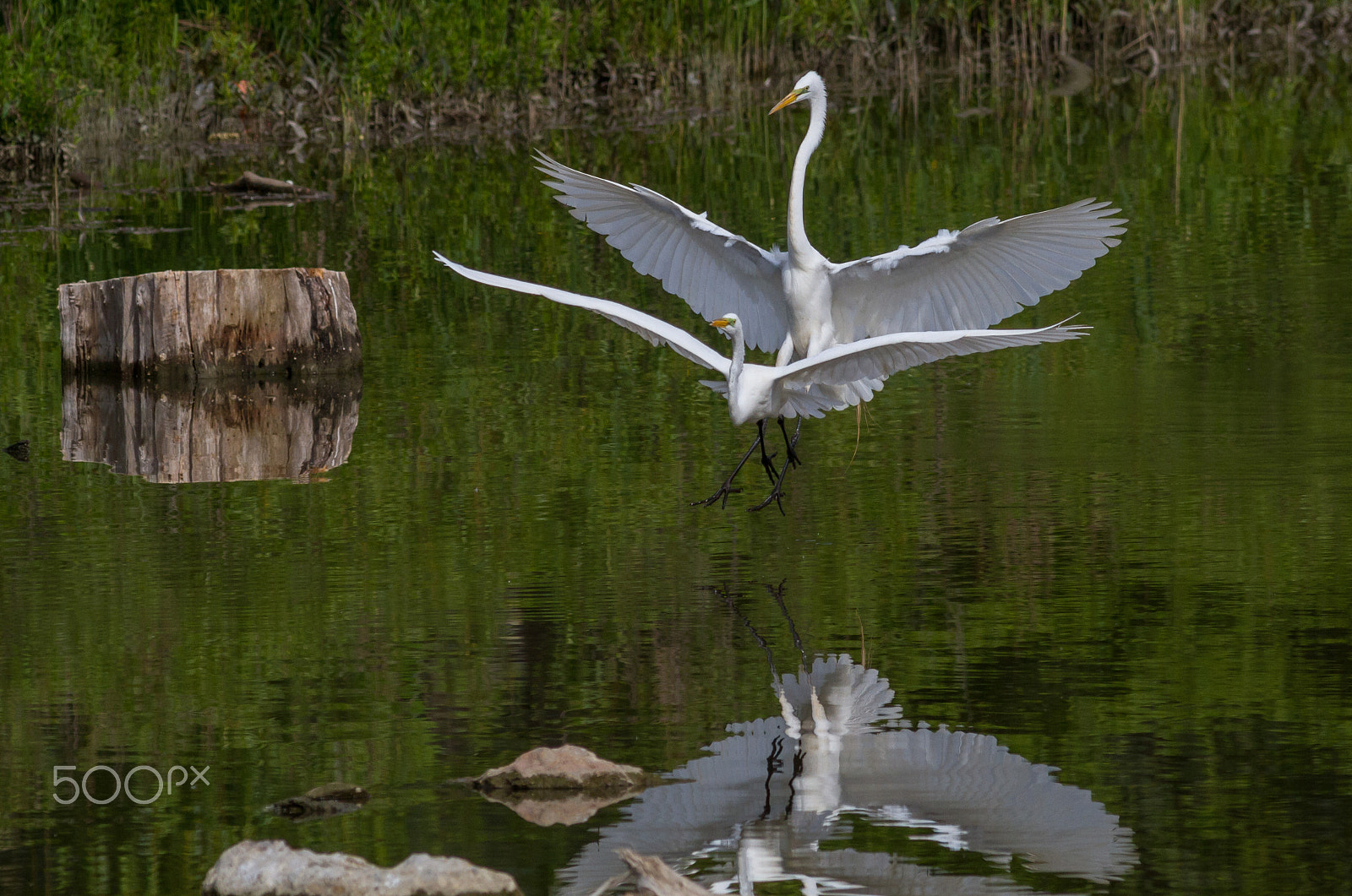 Canon EOS 7D sample photo. Adult and young egret photography