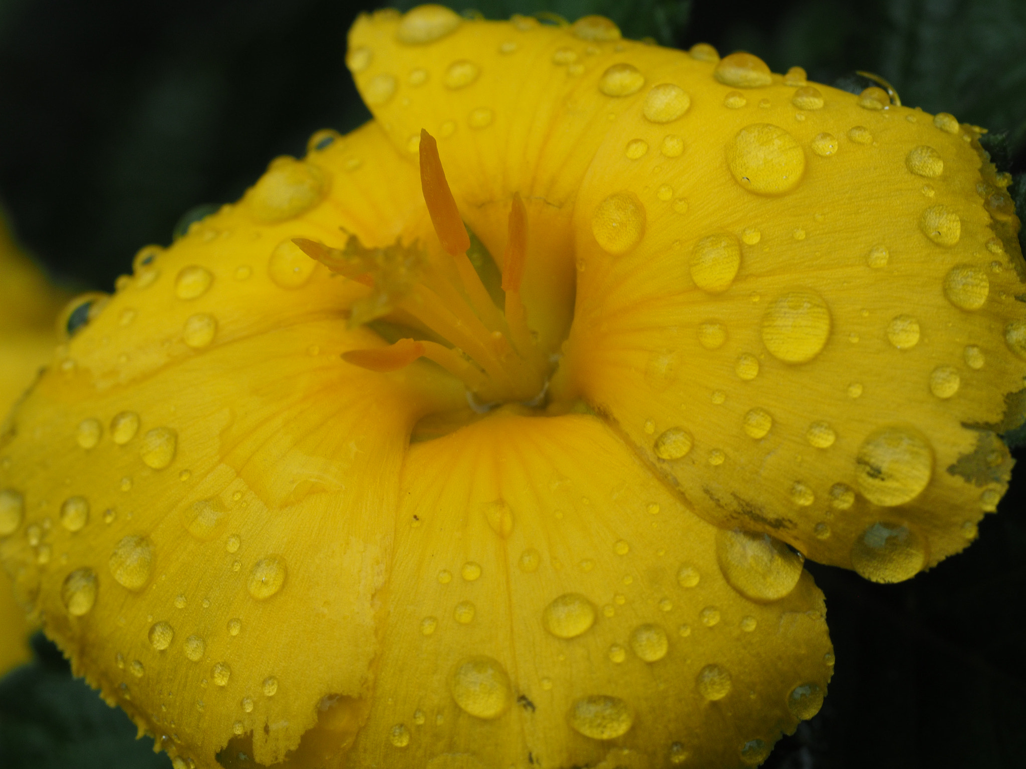 Olympus M.Zuiko Digital ED 60mm F2.8 Macro sample photo. Flower photography