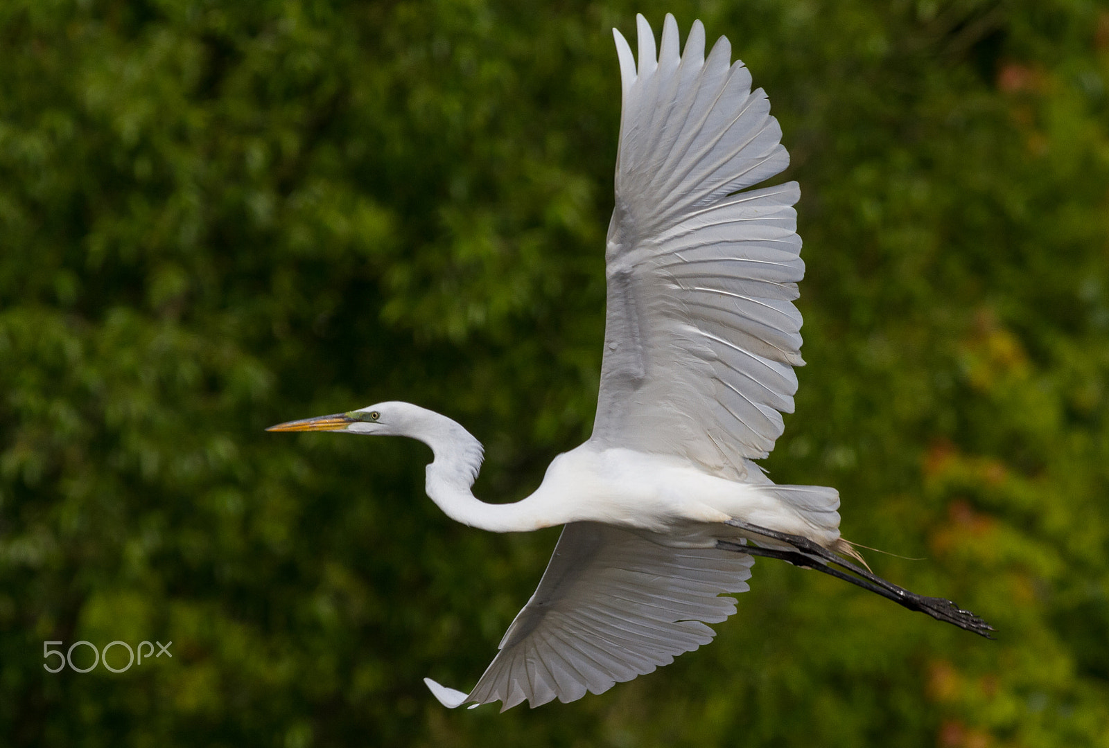 Canon EOS 7D + Canon EF 400mm F5.6L USM sample photo. Egret in flight photography