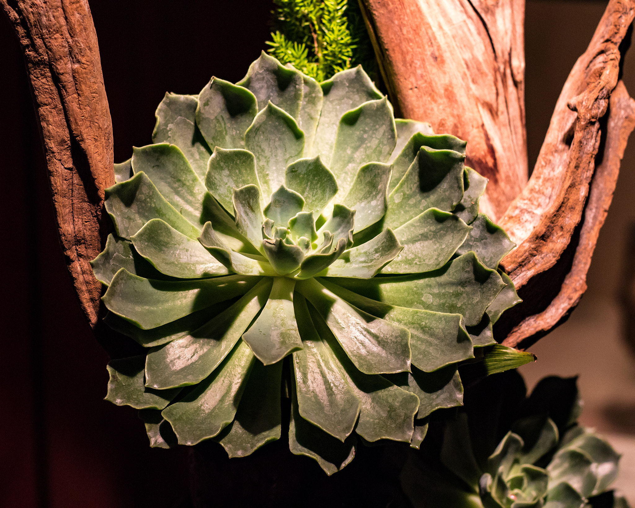 Canon EF 50mm F1.8 II sample photo. Echeveria plant shadow and light photography