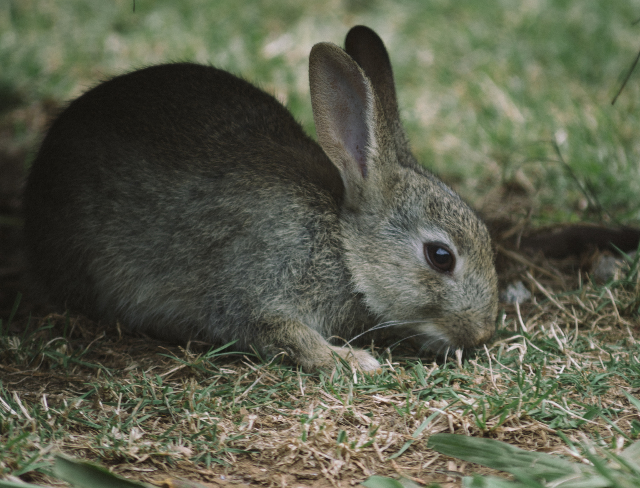Nikon D7100 sample photo. Rabbit photography