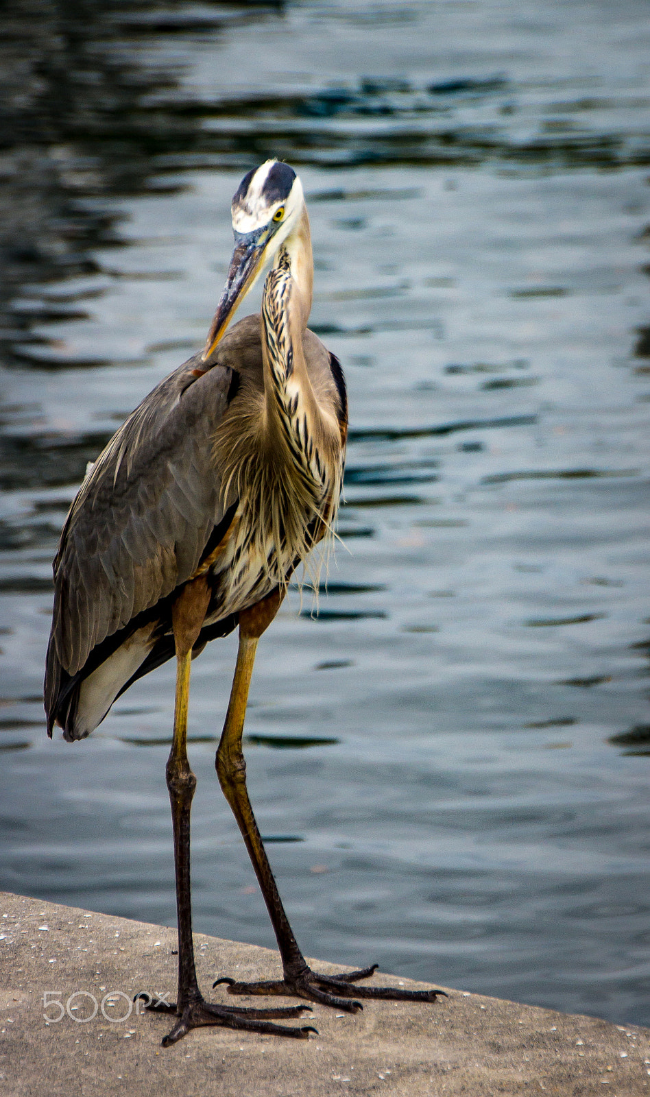Canon EOS 600D (Rebel EOS T3i / EOS Kiss X5) sample photo. Grey heron photography