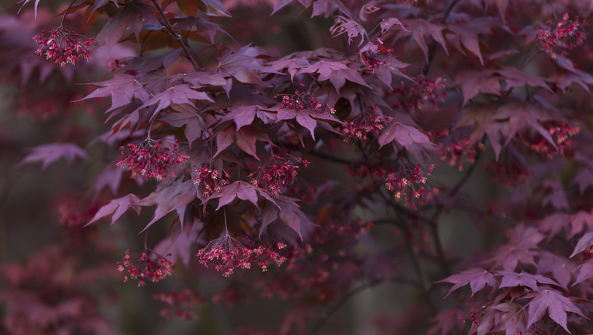 Canon EOS 5D Mark II sample photo. Japanese maple blossom photography