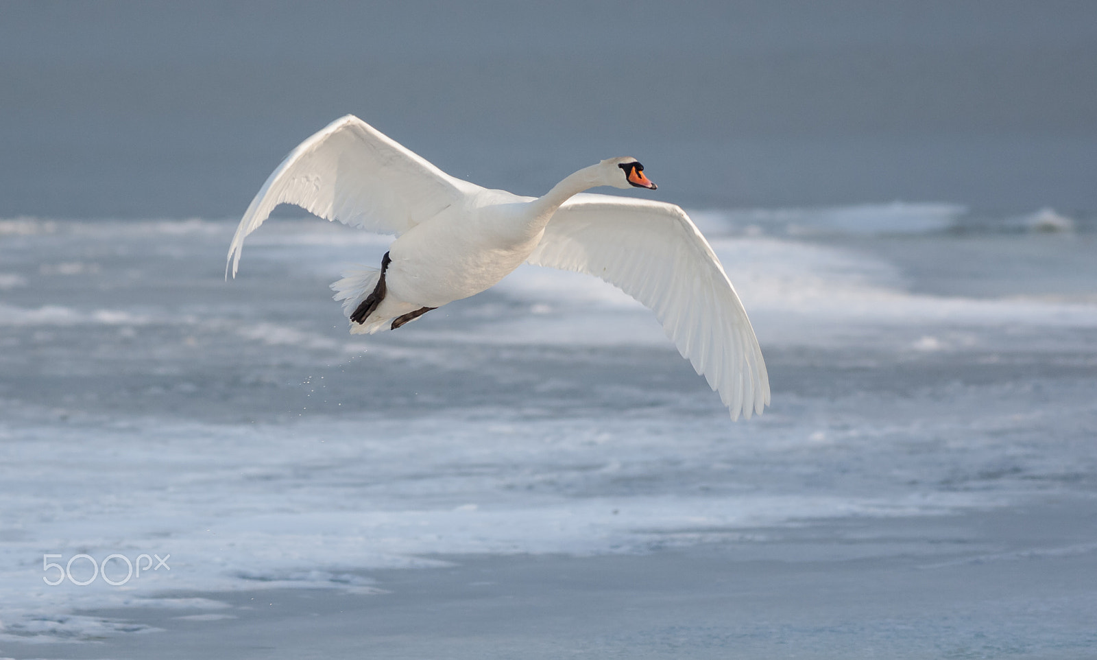 Canon EOS-1D Mark III + Canon EF 400mm F5.6L USM sample photo. Mute swan in flight photography