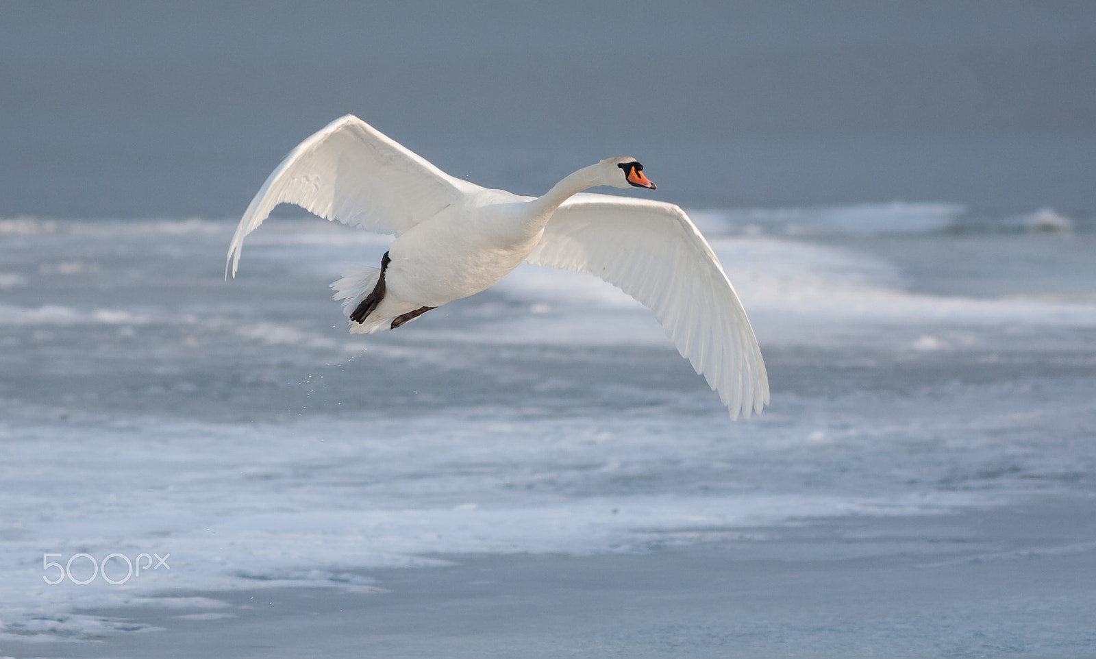 Canon EF 400mm F5.6L USM sample photo. Mute swan in flight photography