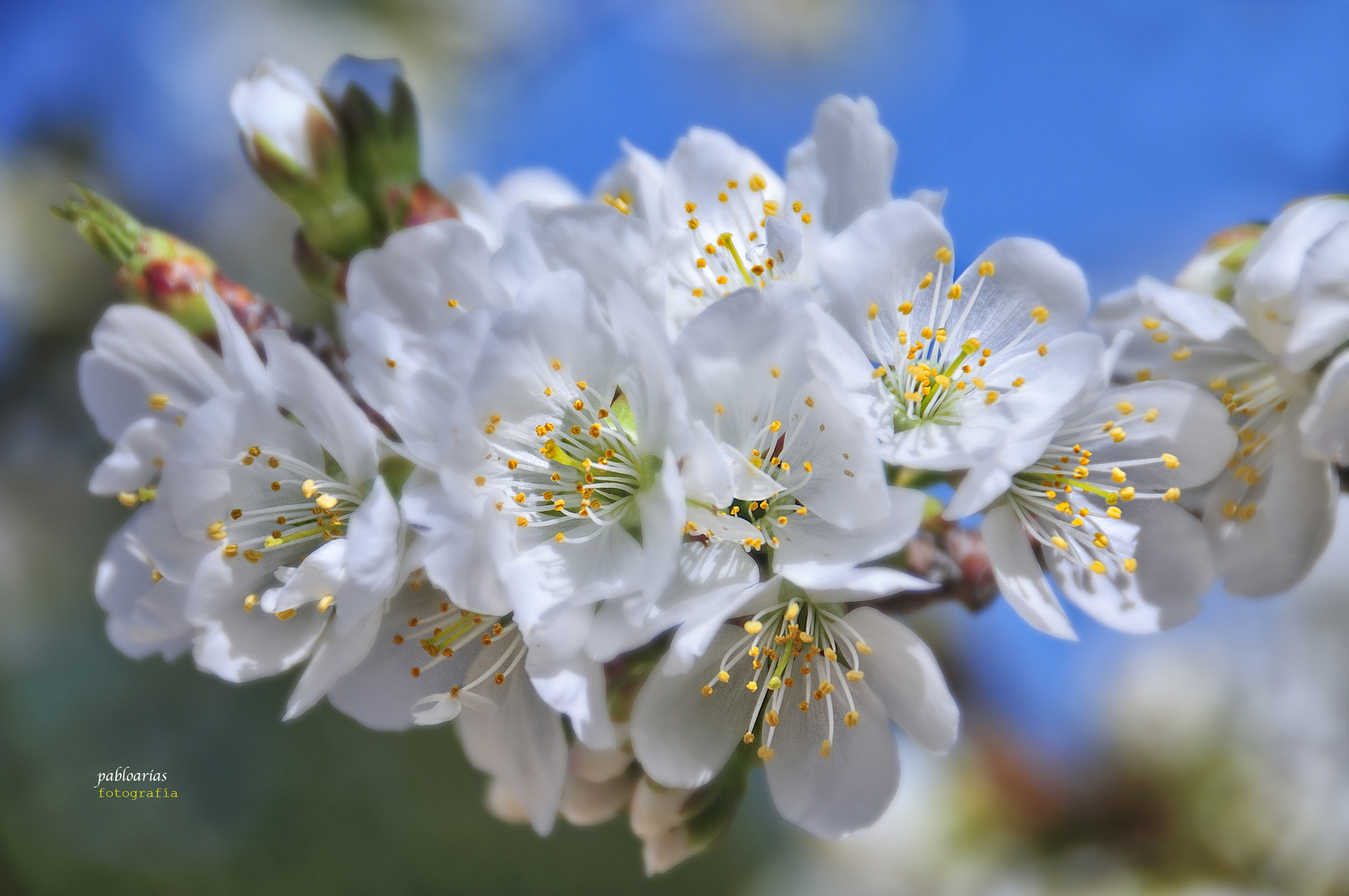 Nikon D300 sample photo. Porque ya es primavera photography