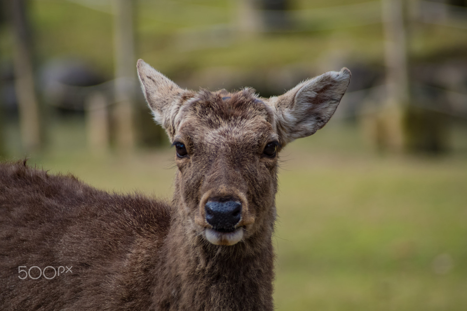 Pentax K-S2 + Sigma sample photo. Deer photography