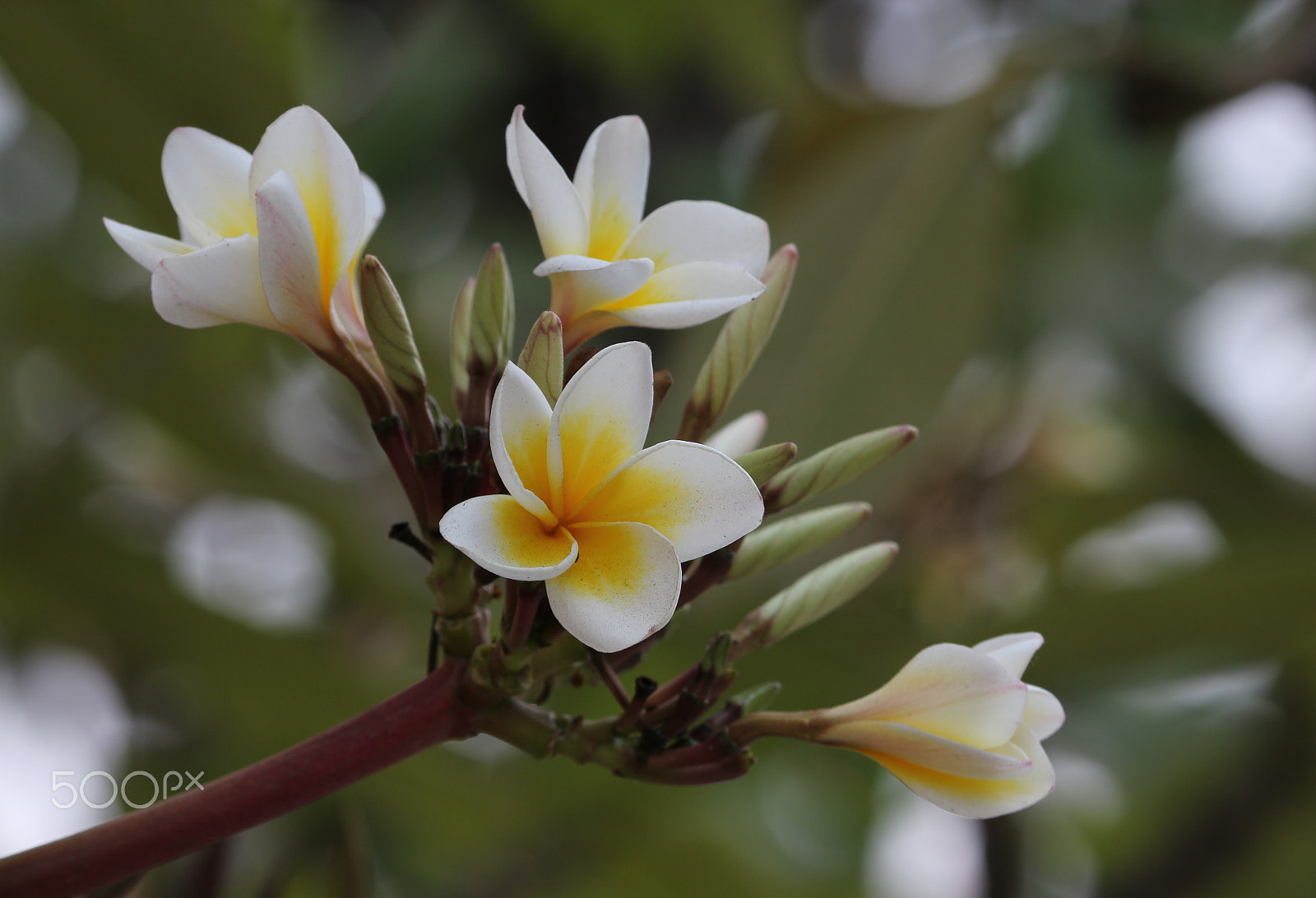 Canon EOS 100D (EOS Rebel SL1 / EOS Kiss X7) sample photo. Plumeria flower photography