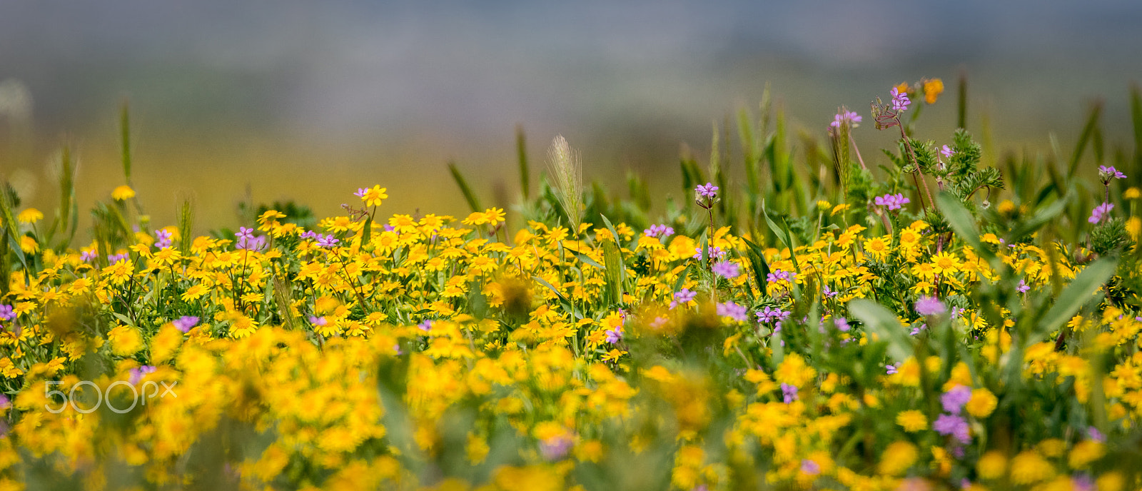 Nikon D500 sample photo. California valley photography