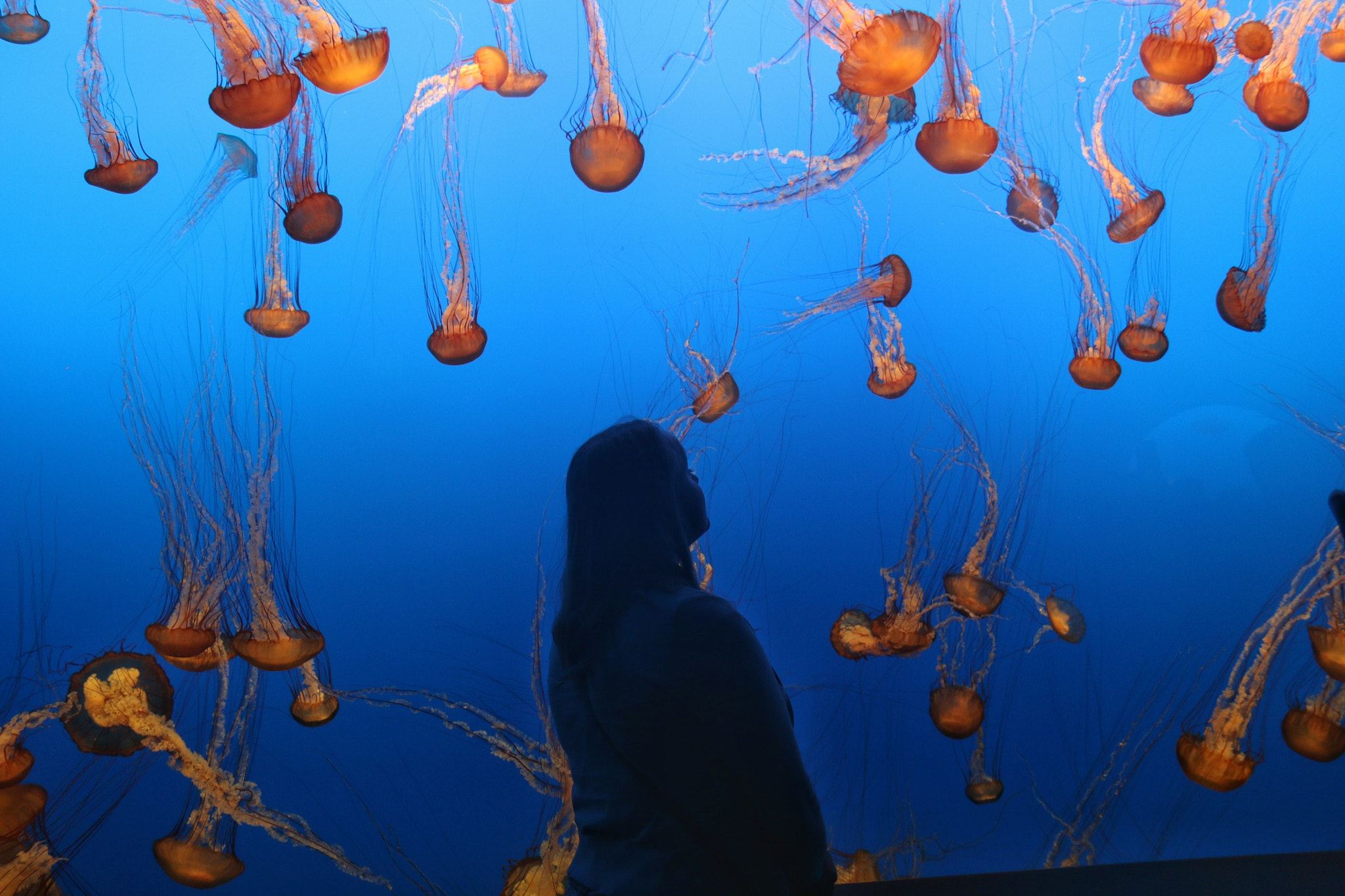 Canon EOS 70D sample photo. Monterey bay aquarium -jellyfish exhibit photography