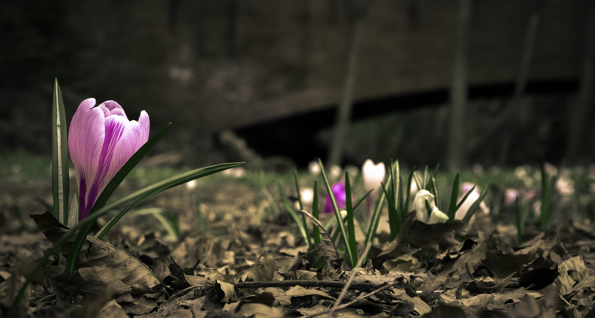 Canon EOS 60D sample photo. New hope photography