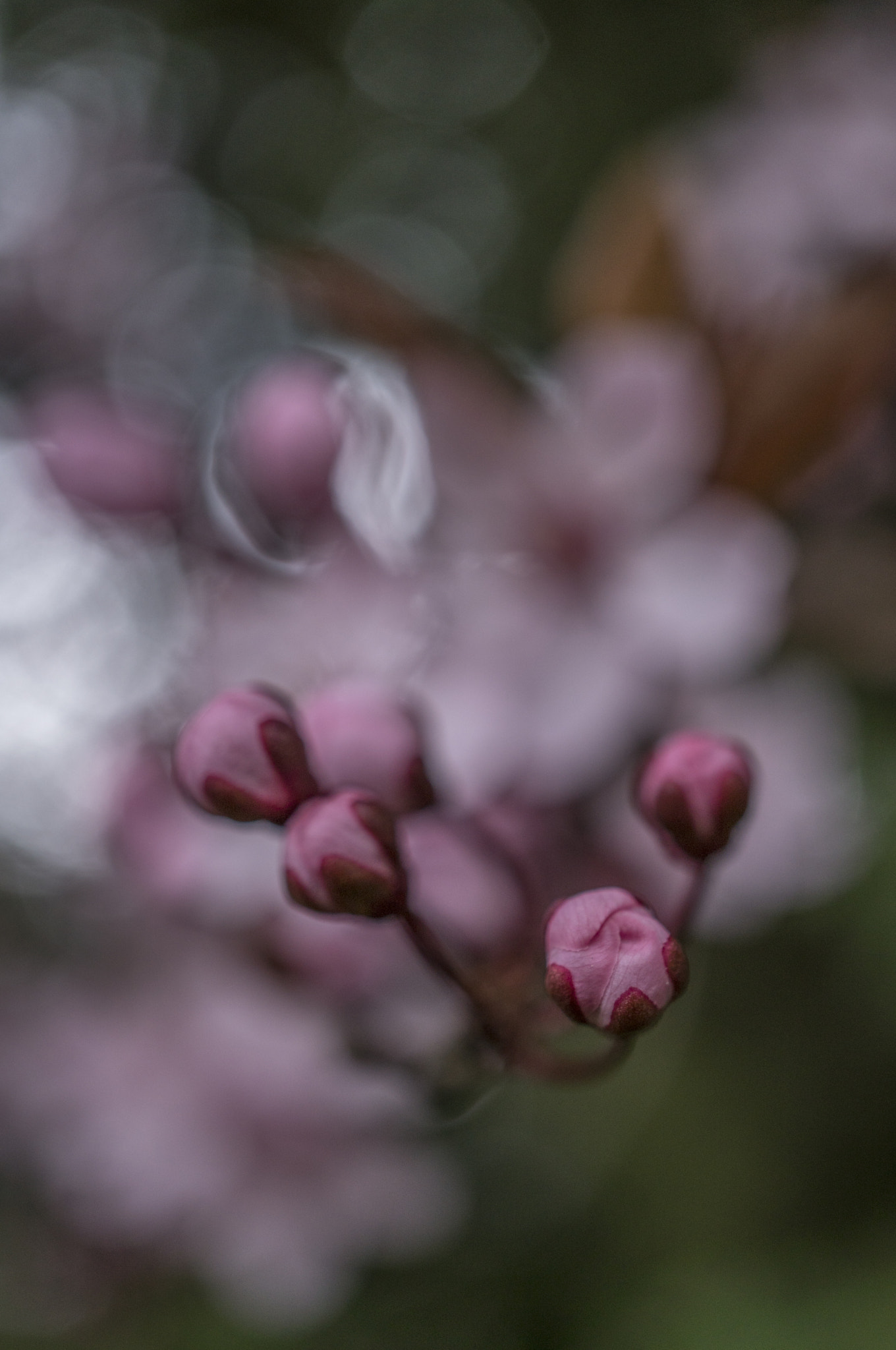 Sony a6300 + Sony E 30mm F3.5 Macro sample photo. The gift of spring photography